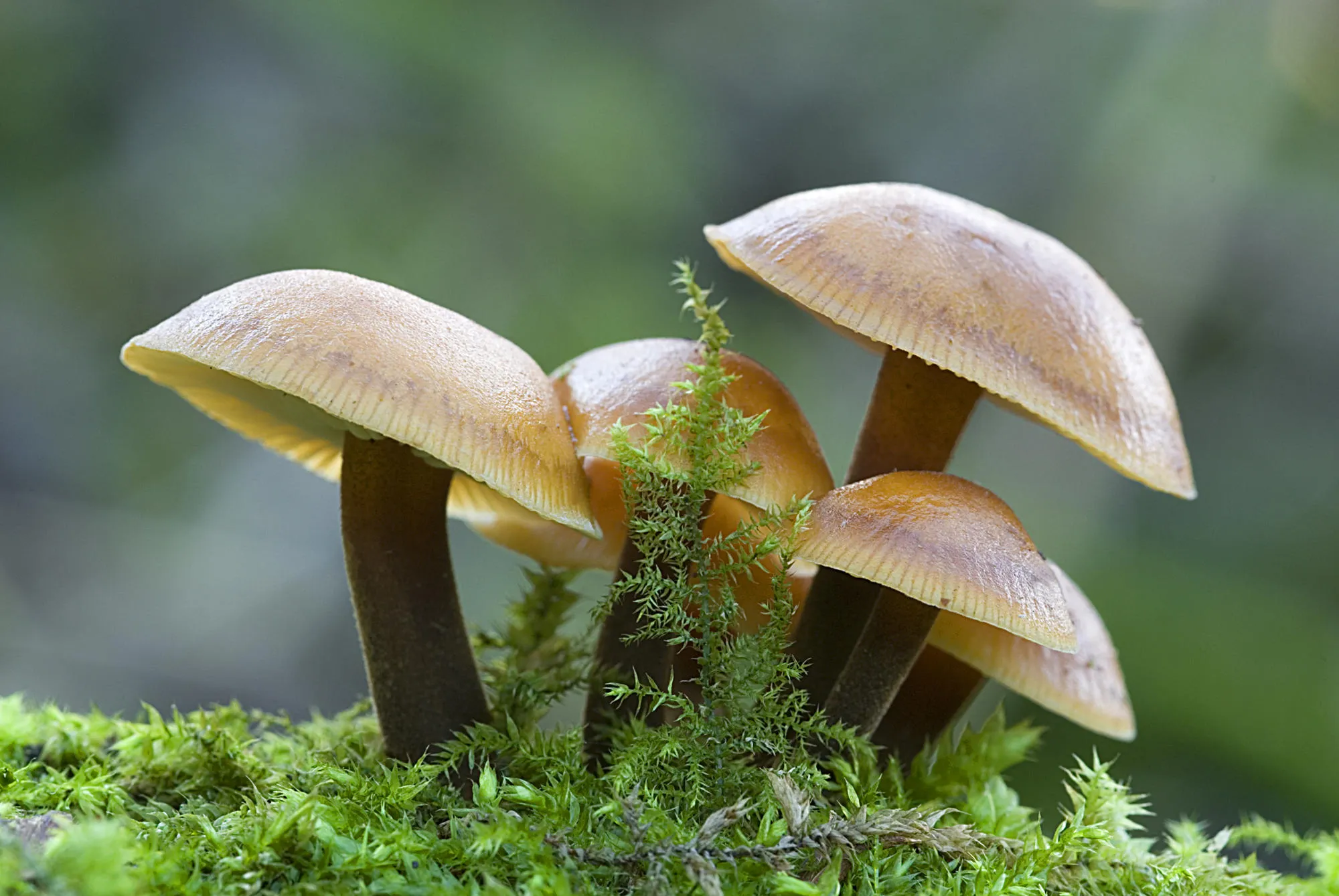 Fungi