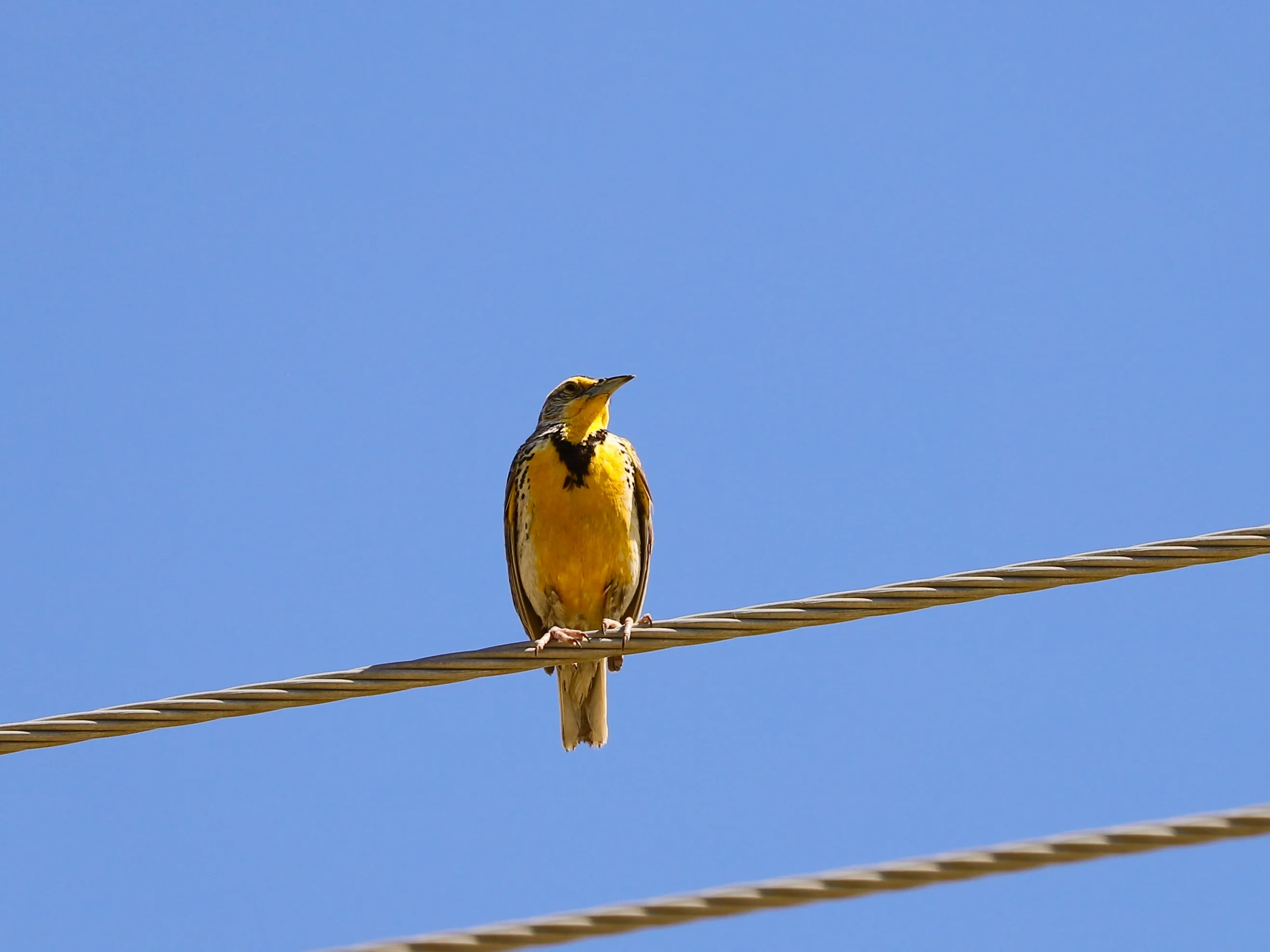 Songbirds