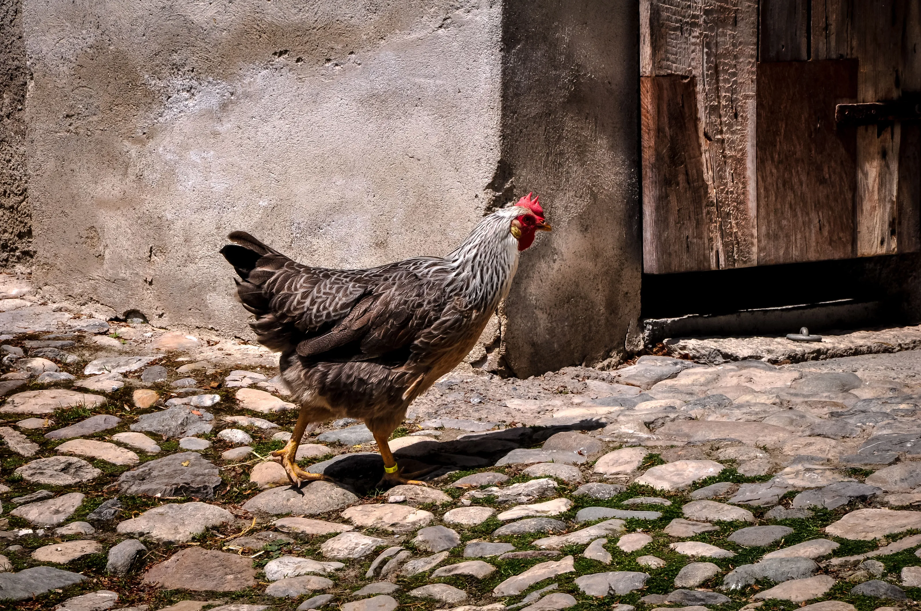 Living Chickens