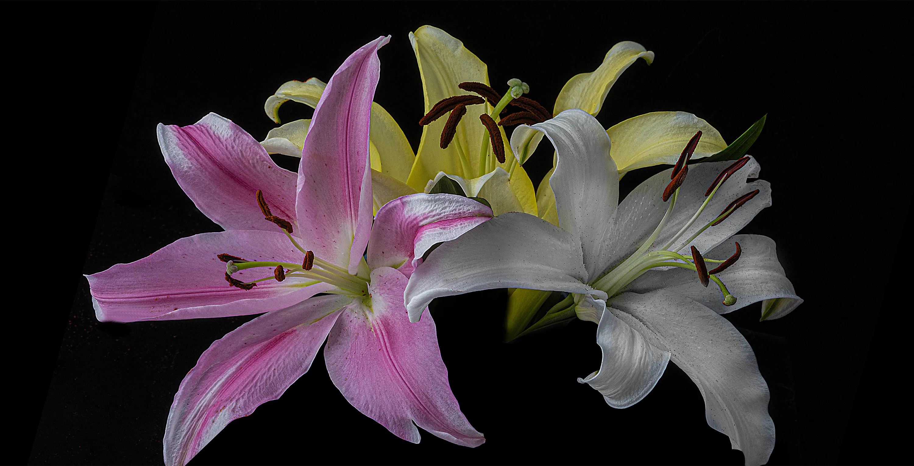 Still Life of Lilies (not still growing)