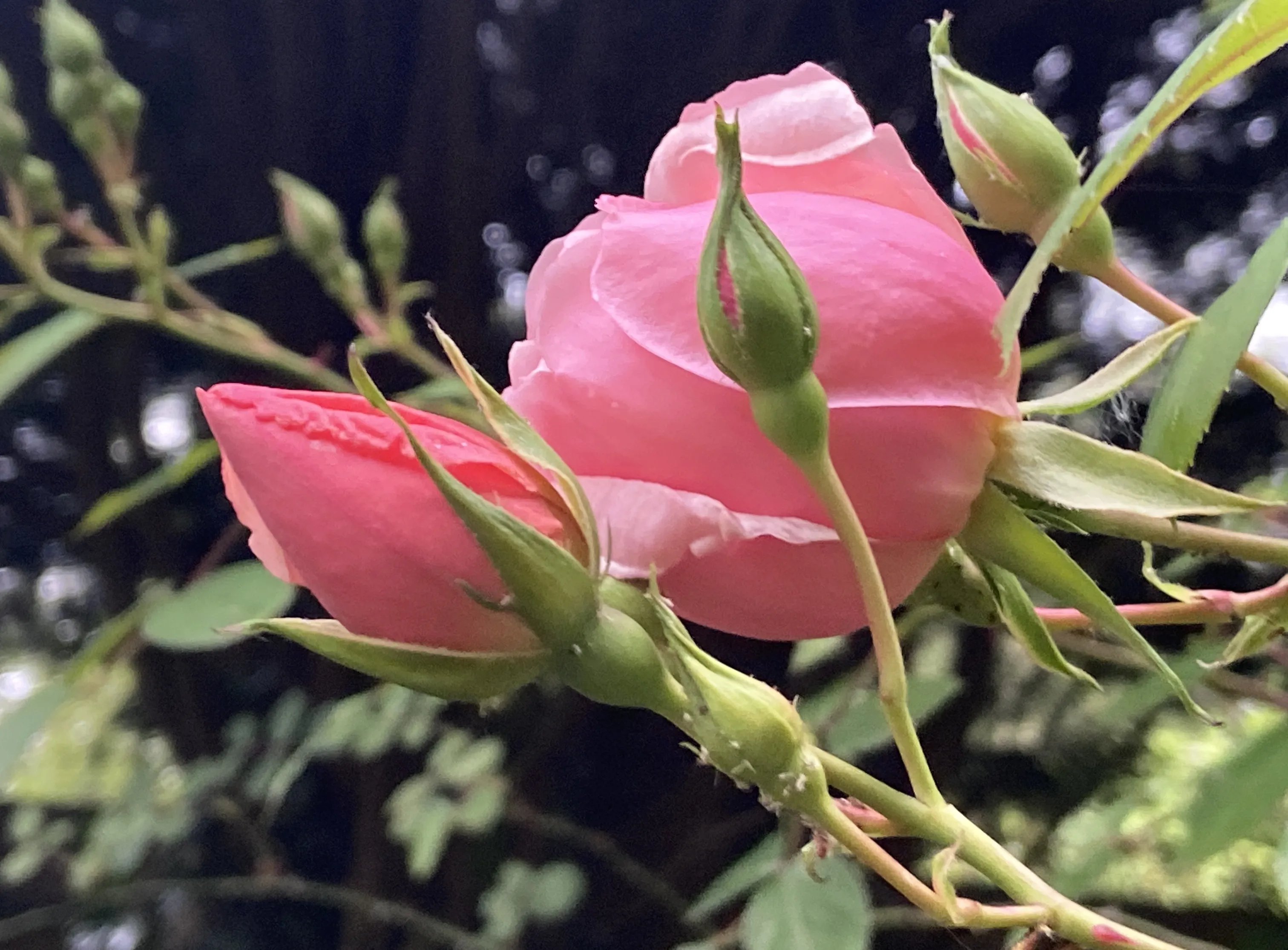 Blooming Flowers and Buds Together