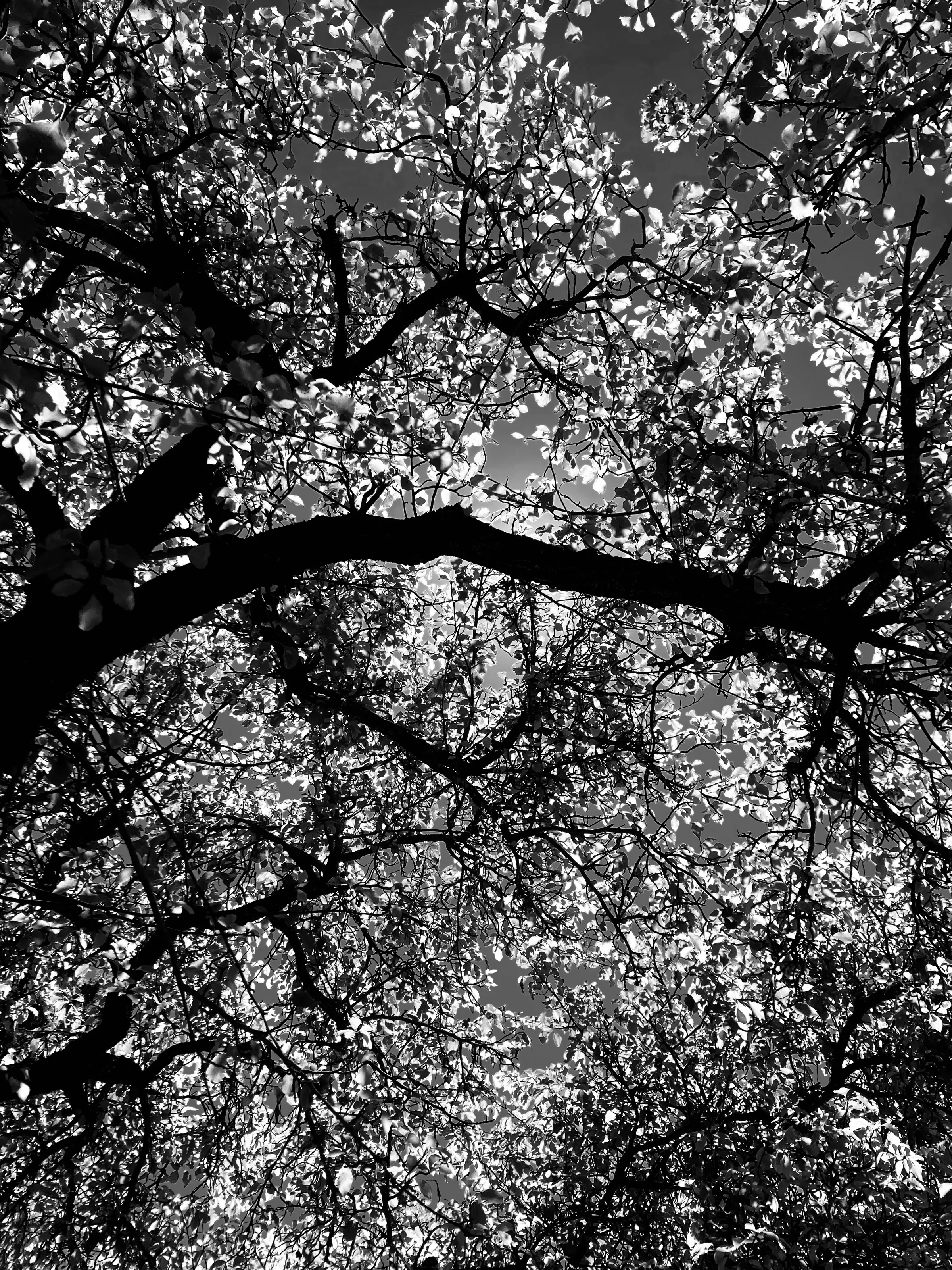 The Beauty of Nature in Black and White