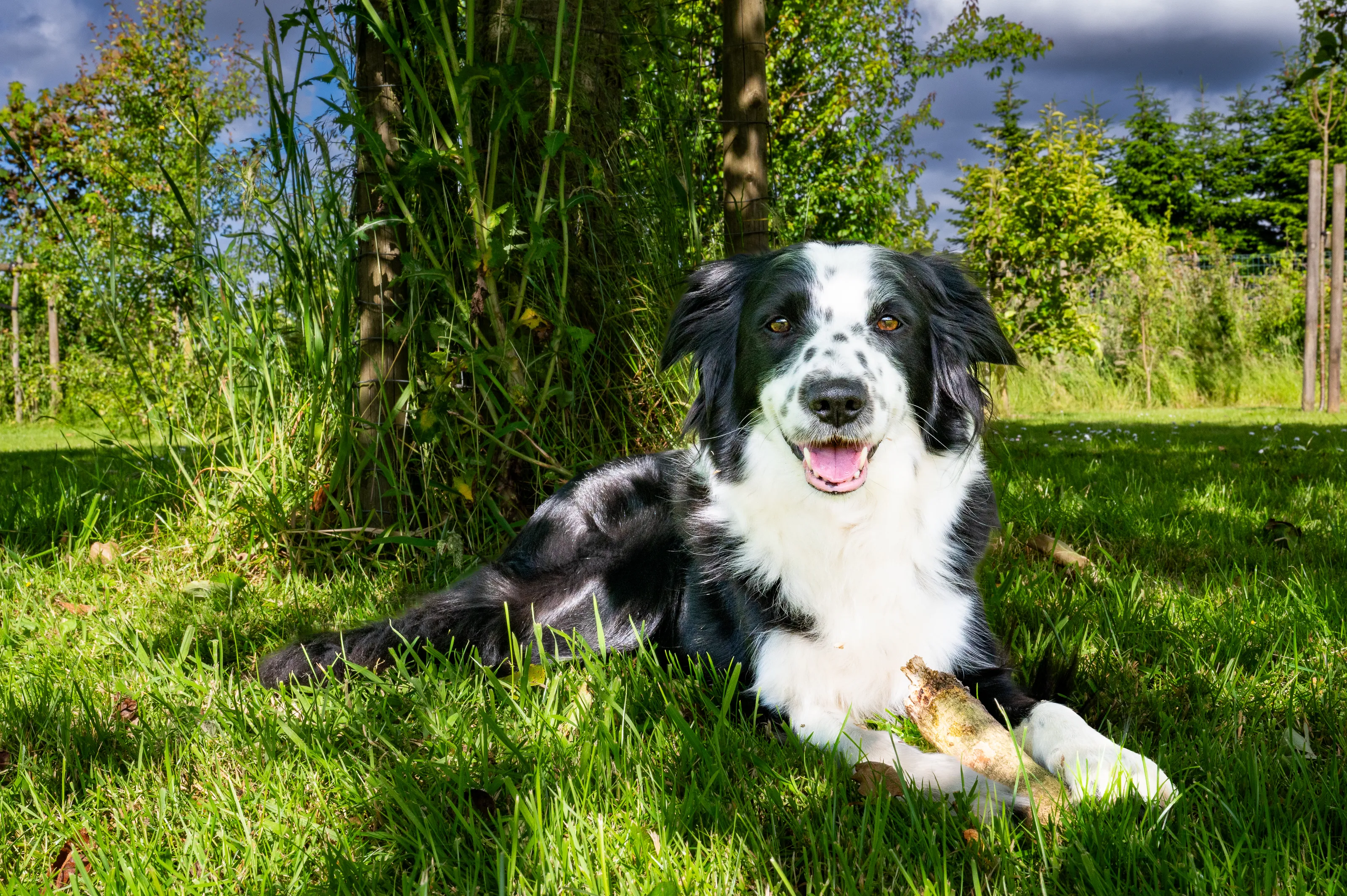 Border Collies