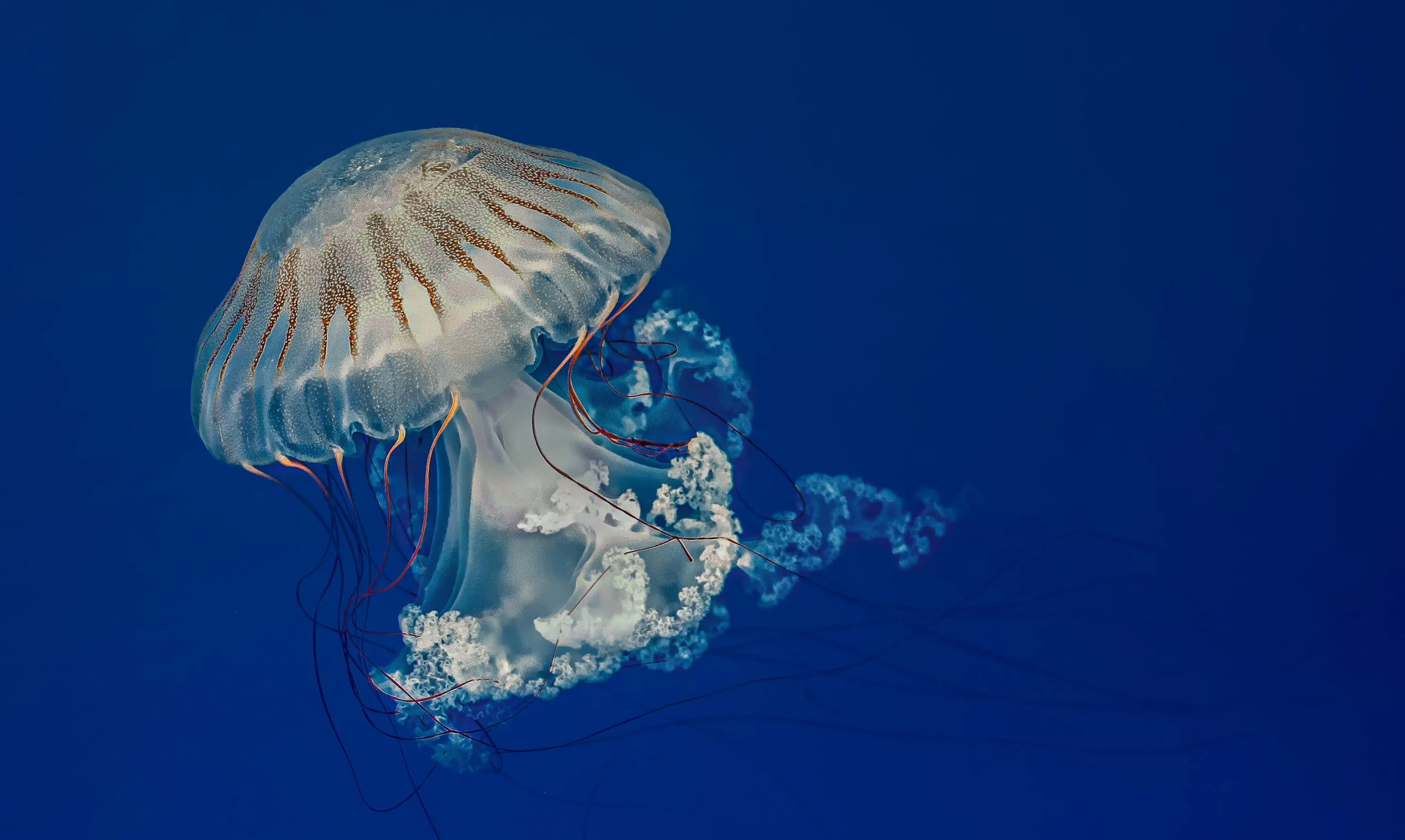 Underwater Photography