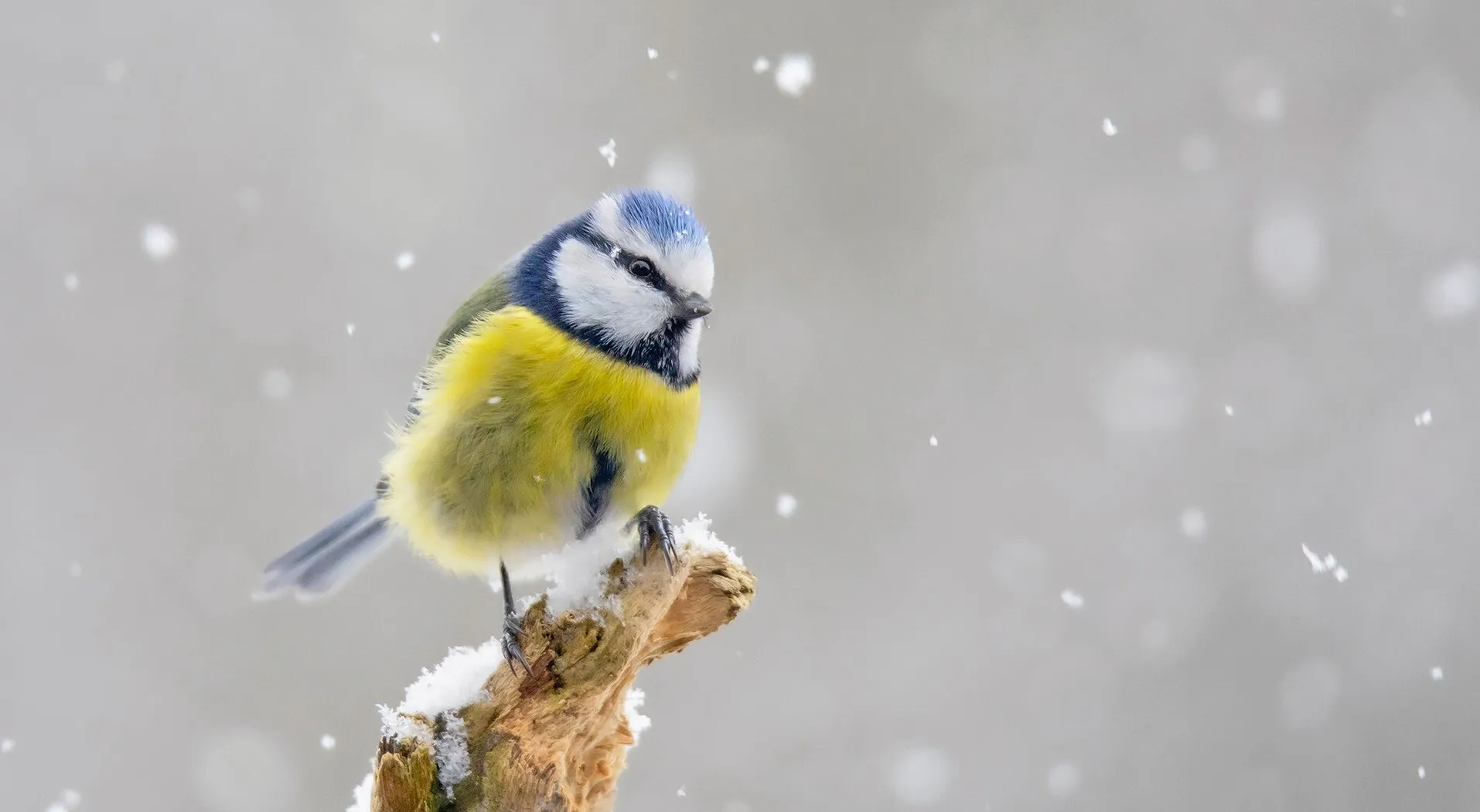 Small Birds