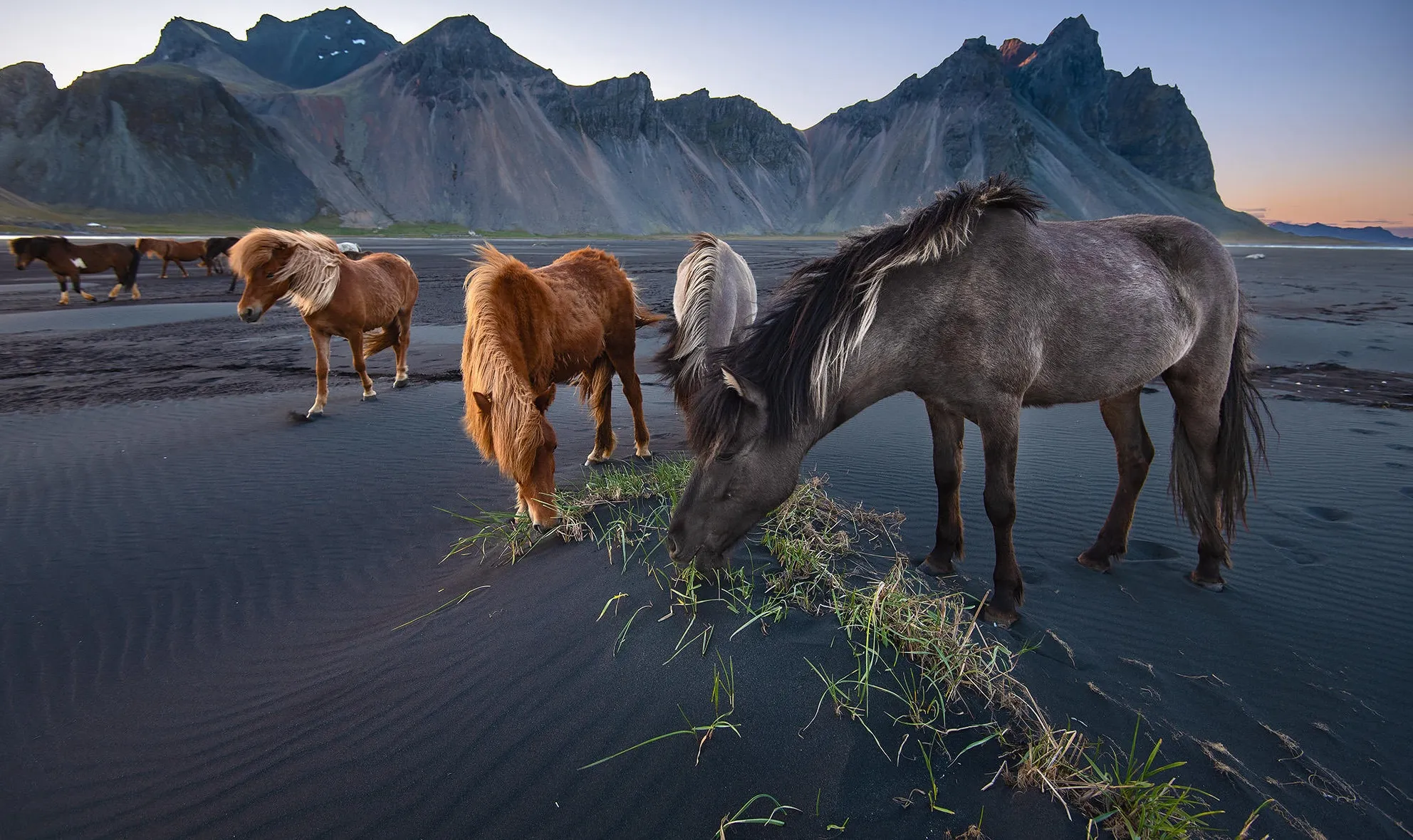 Wildlife