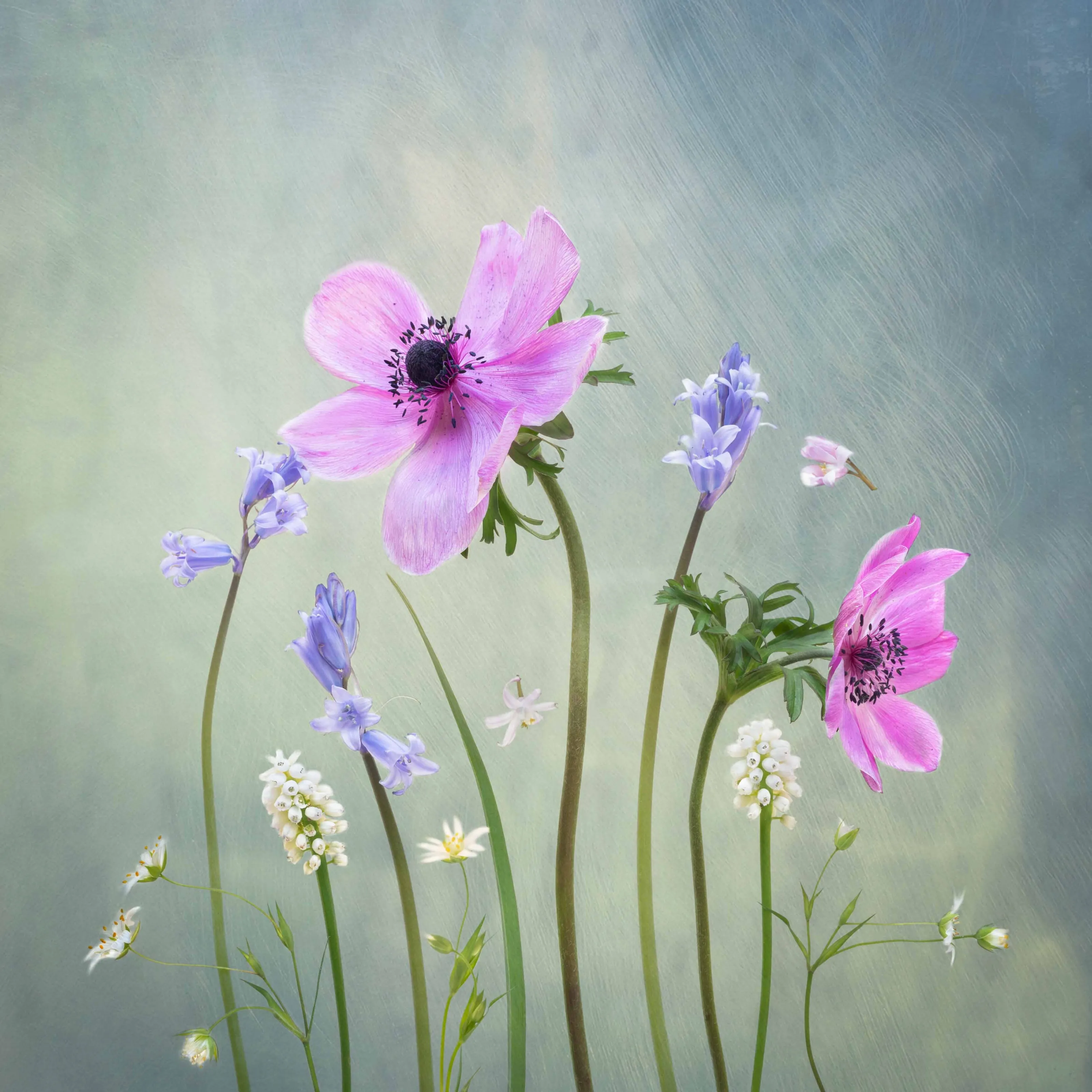 Colourful Flowers