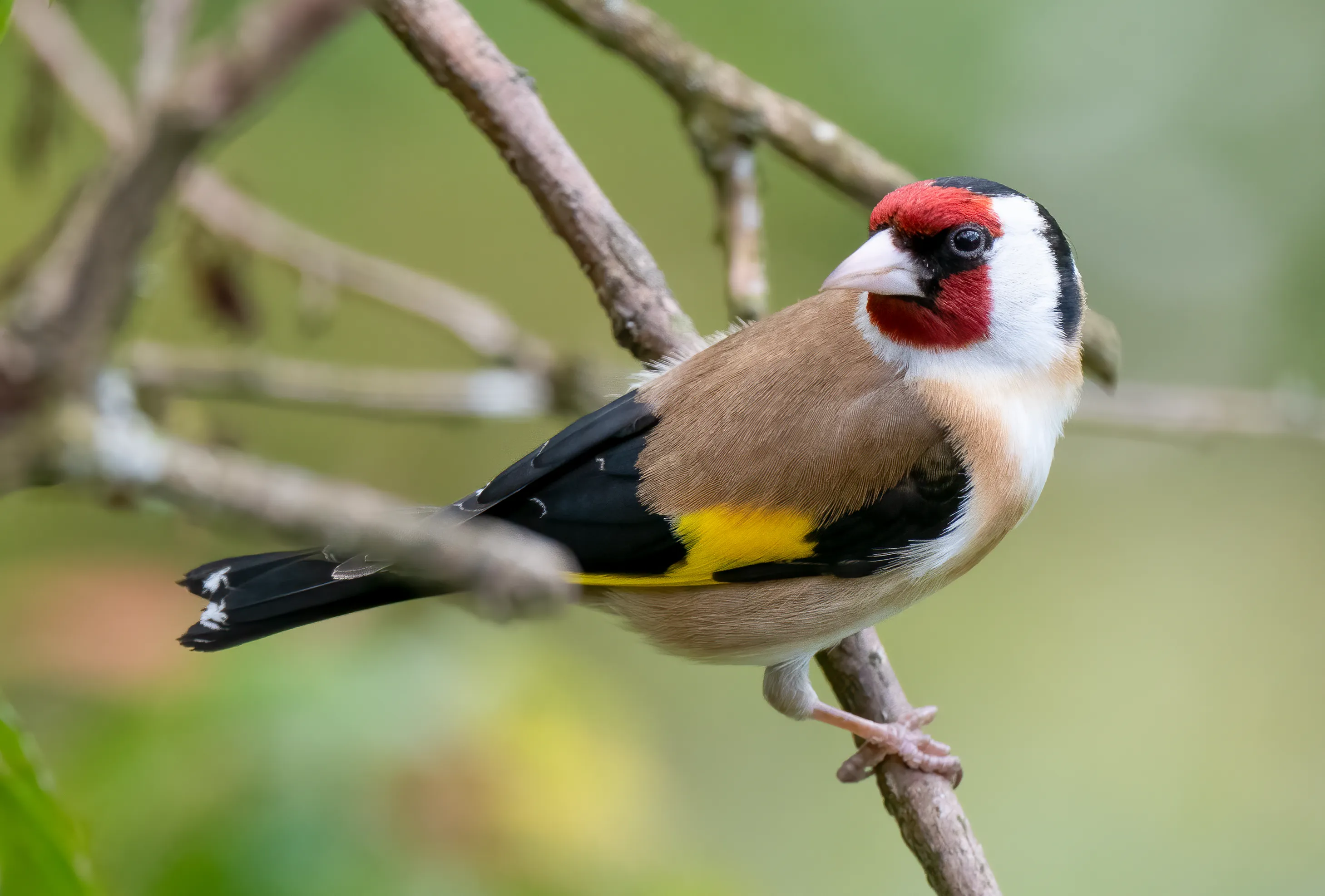 Fabulous Finches in the Wild (in colour)