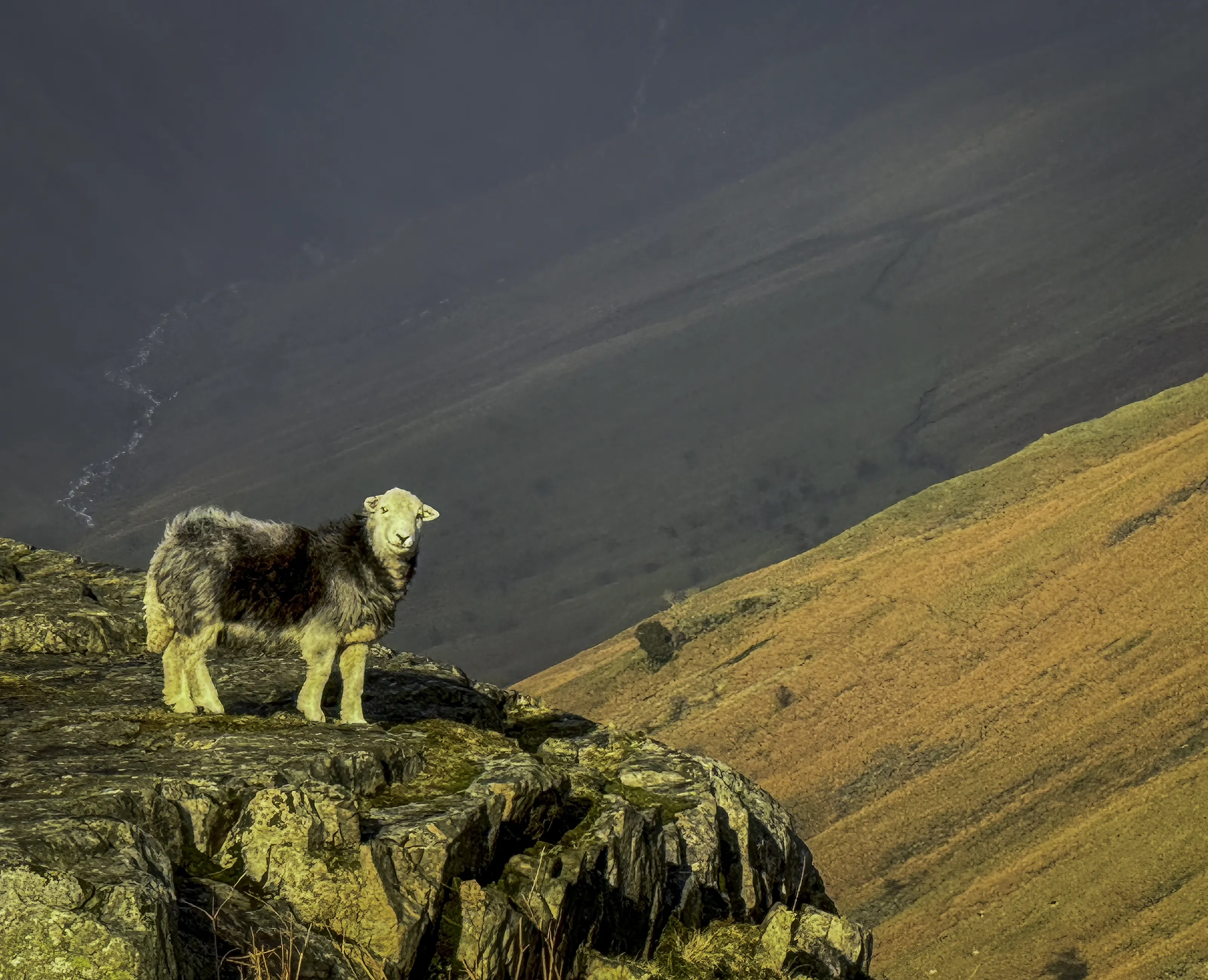Sheep