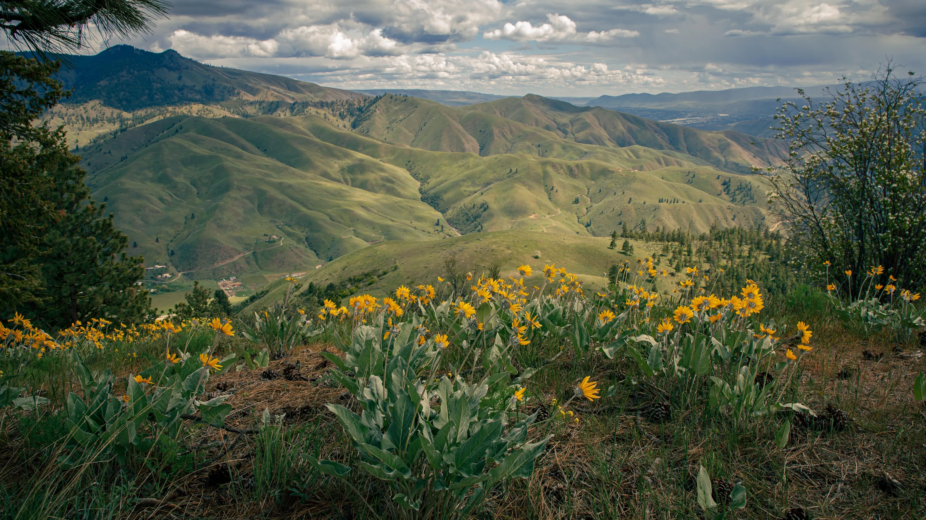 Flower Landscapes