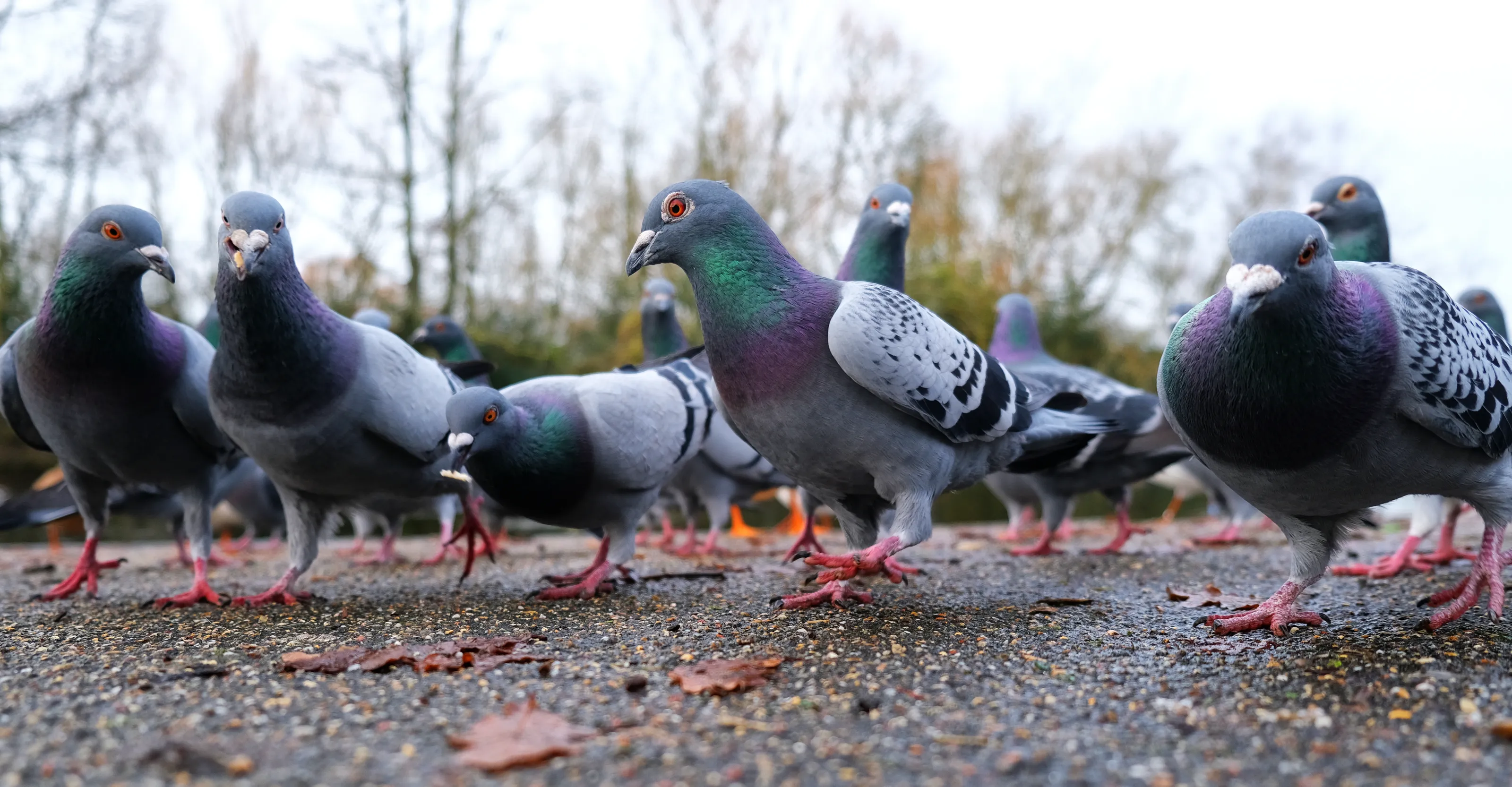 Pigeons