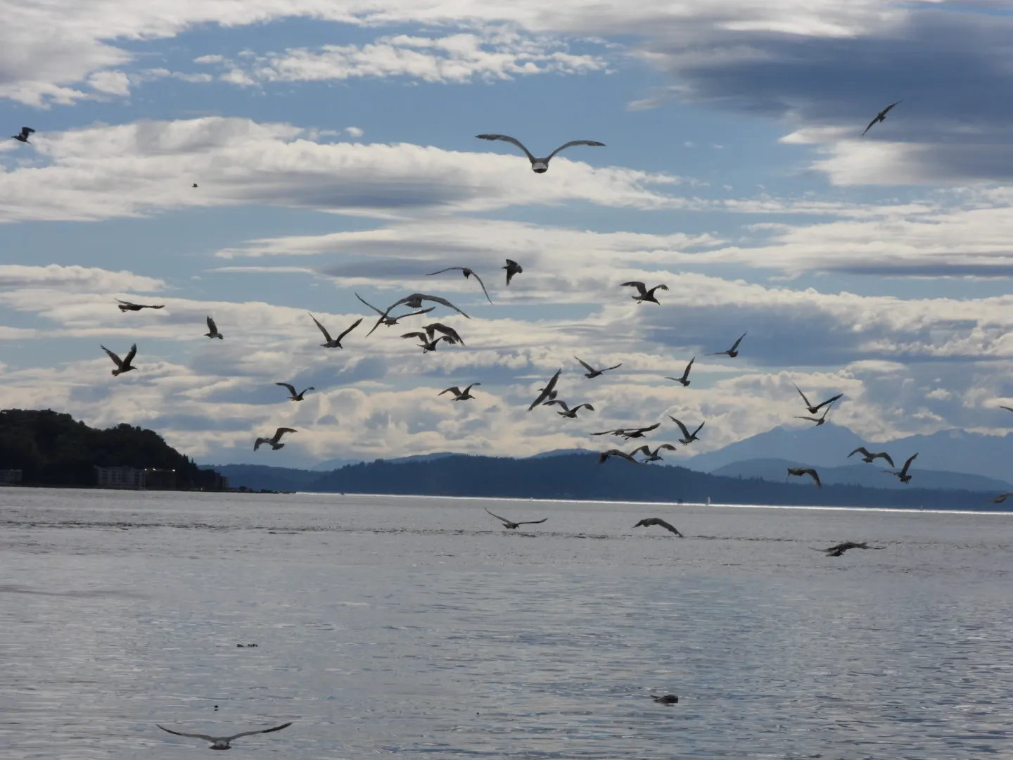 More Than One Bird