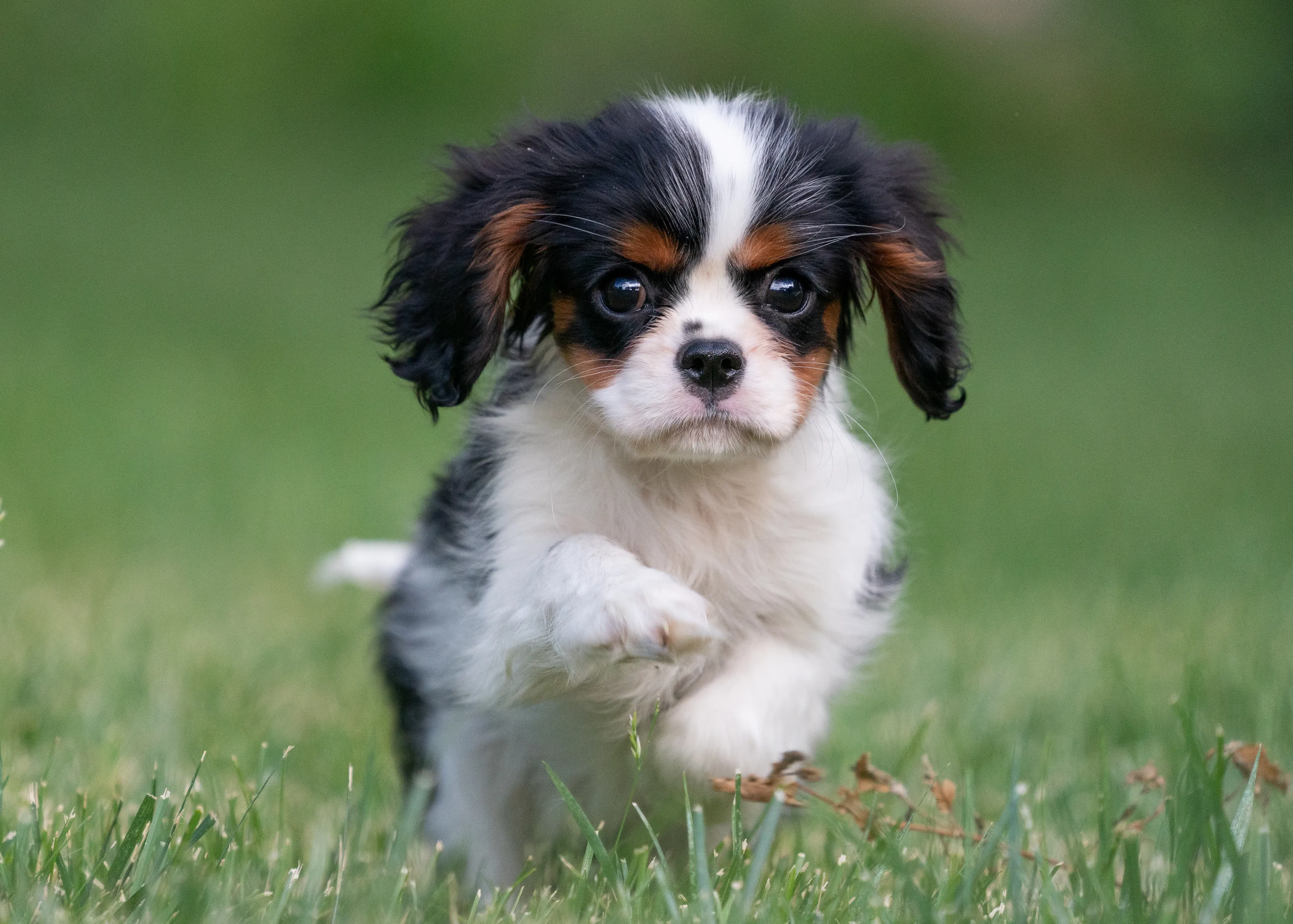 Dogs and Puppies
