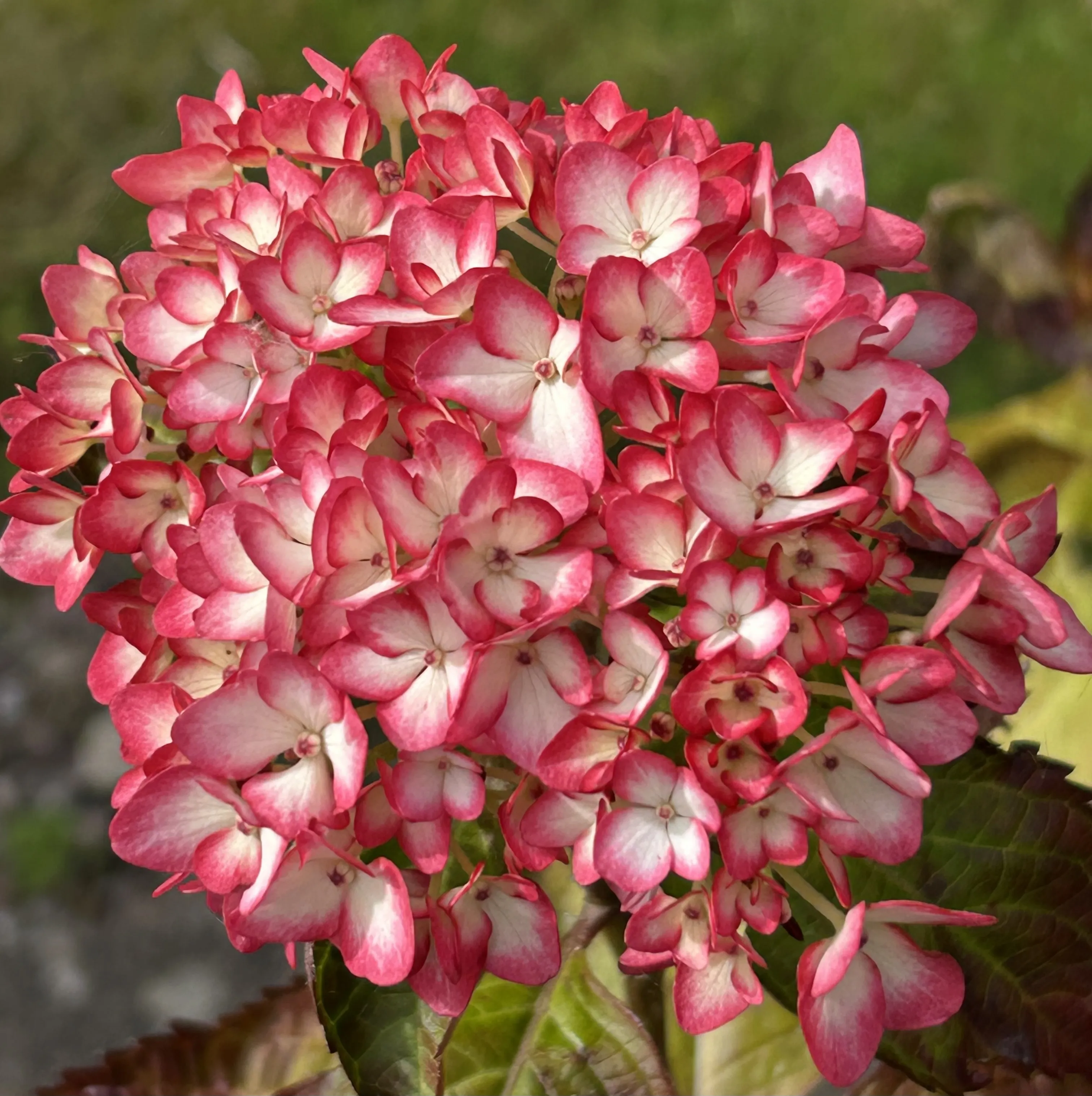 Bicoloured Flowers
