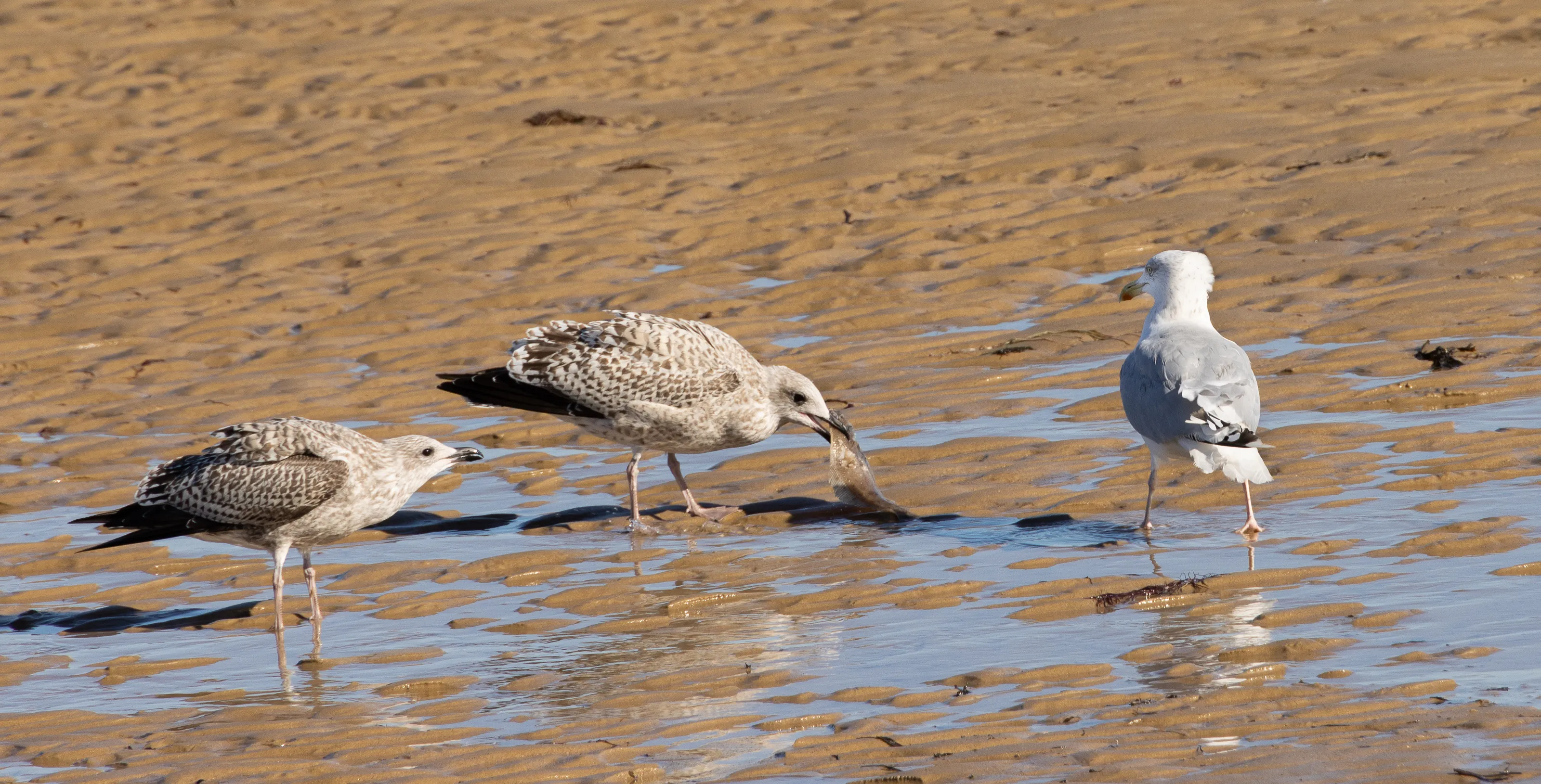 Young Birds.