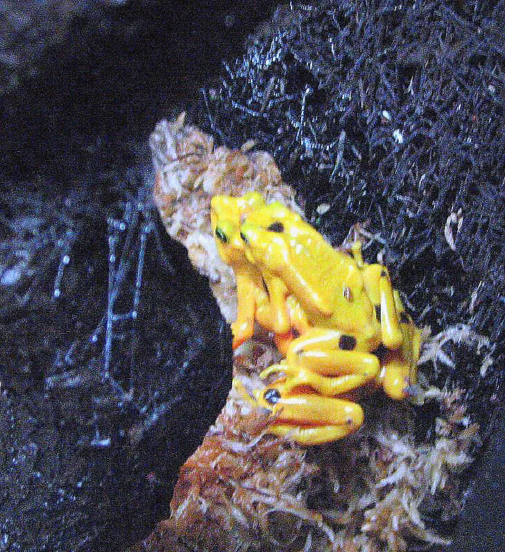 Yellow Animals