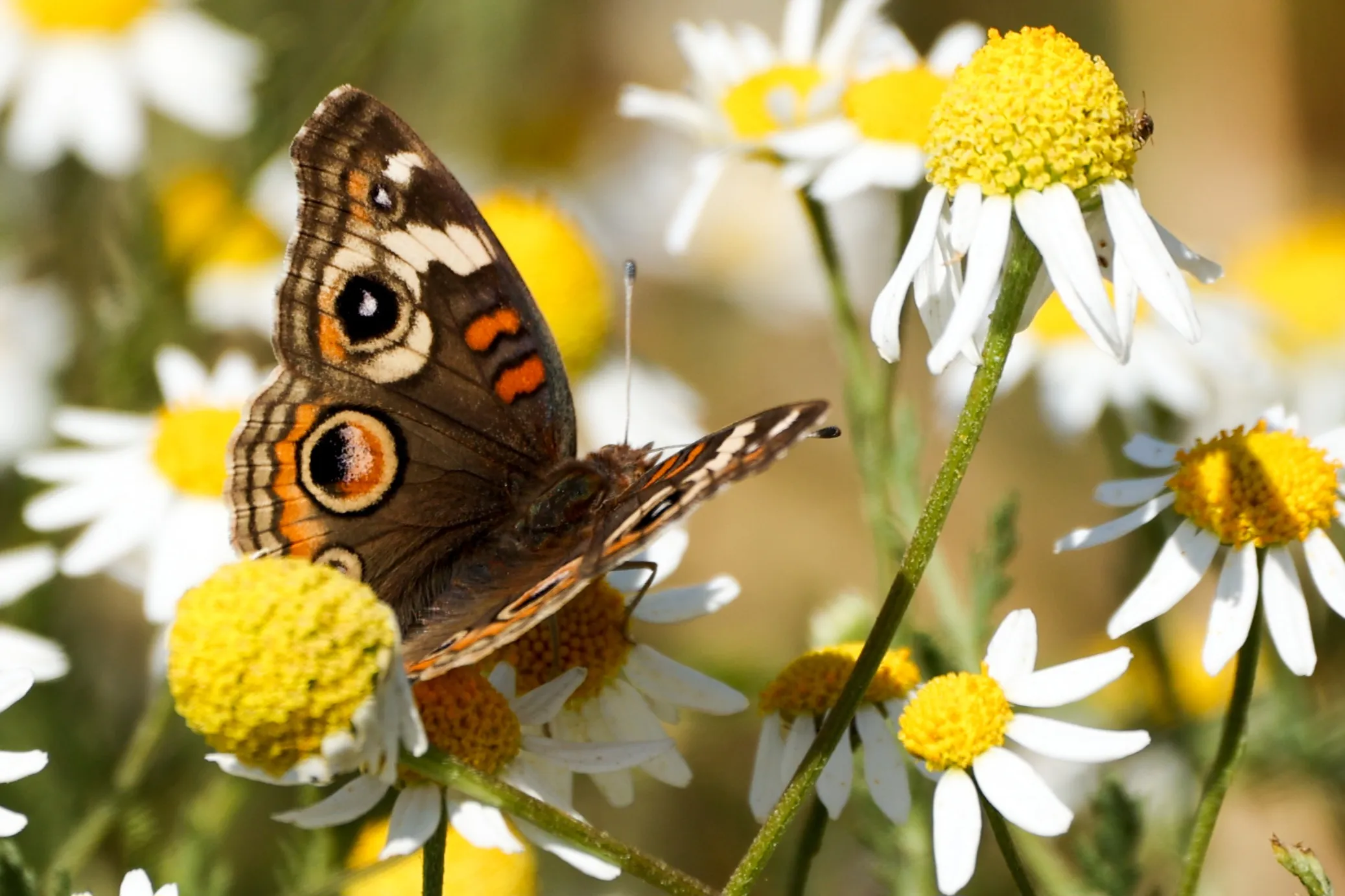 Wild Butterflies (in colour)