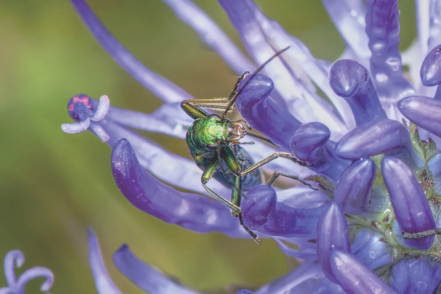 Plants and Insects in Macro