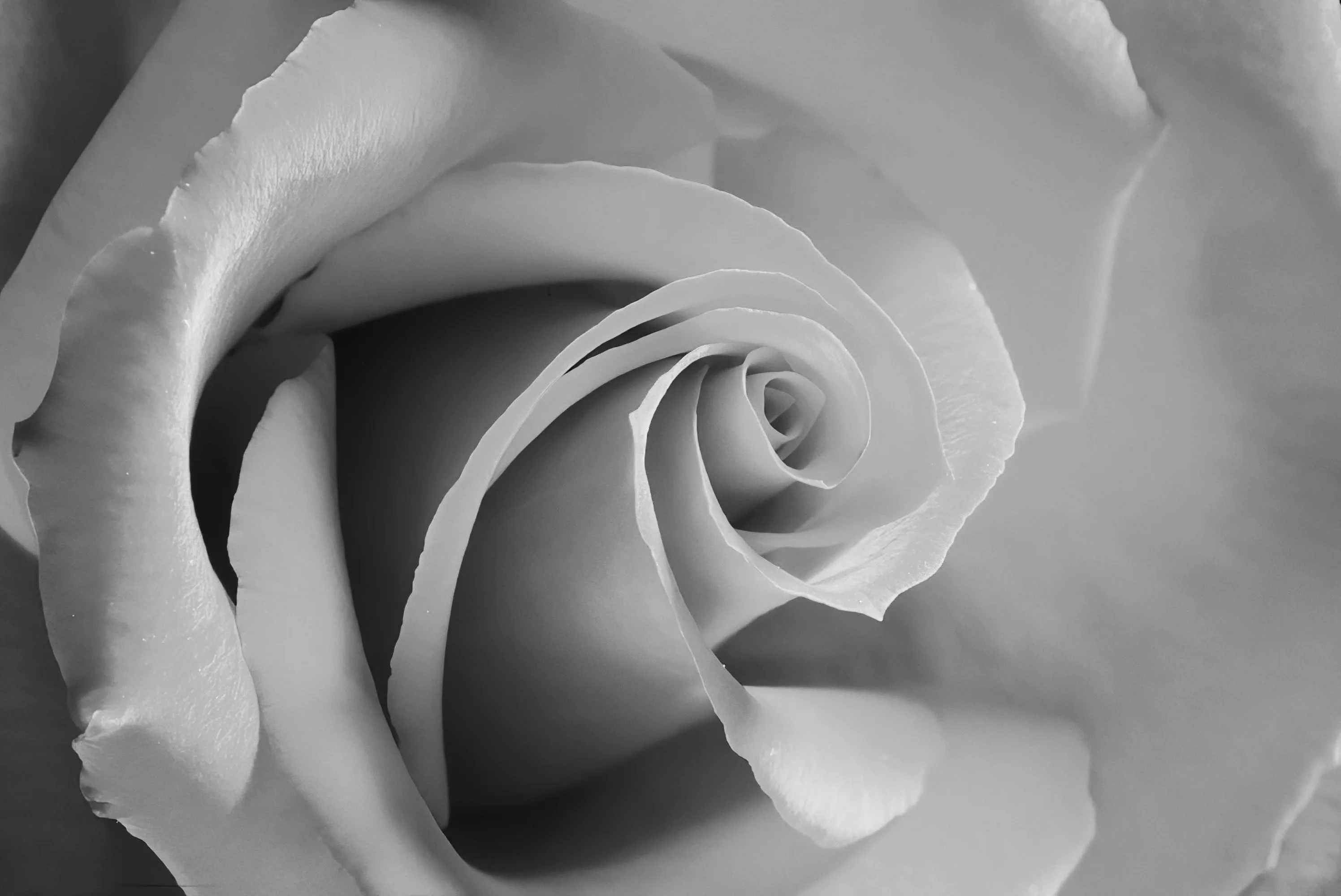 Roses in Black and White