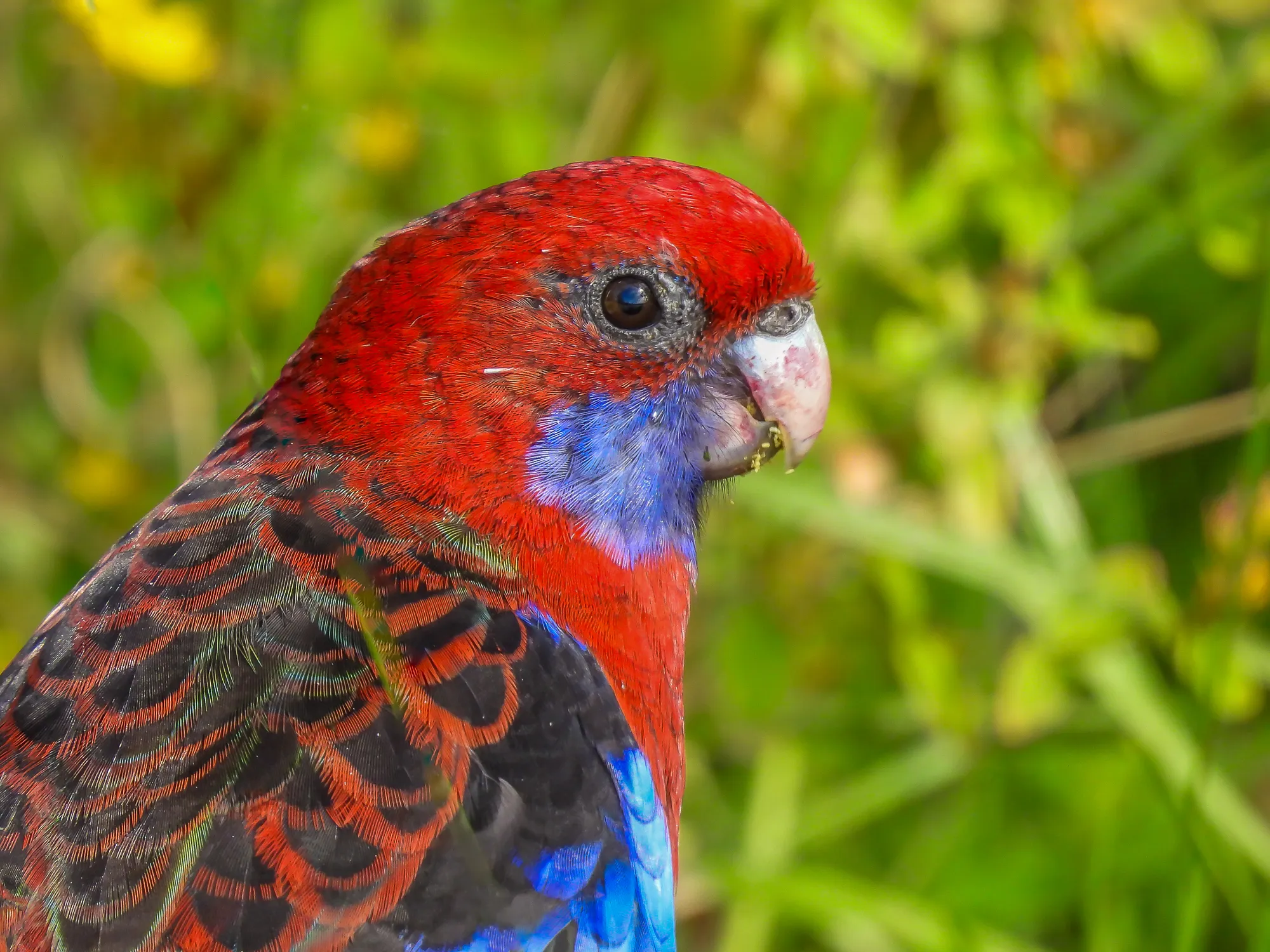 Parrots