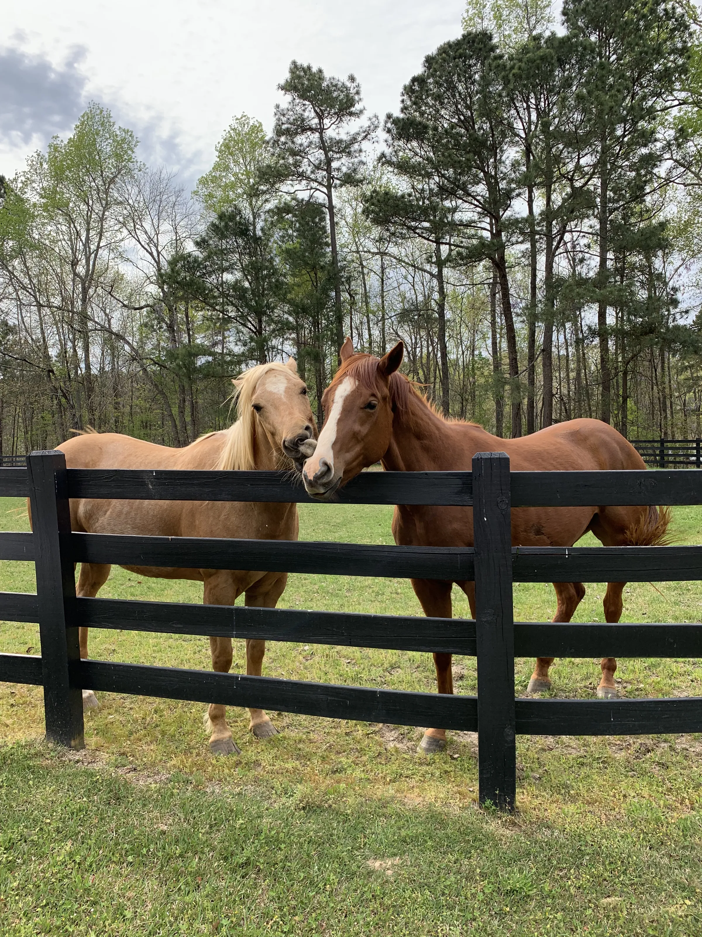 Horses Interacting with Each Other