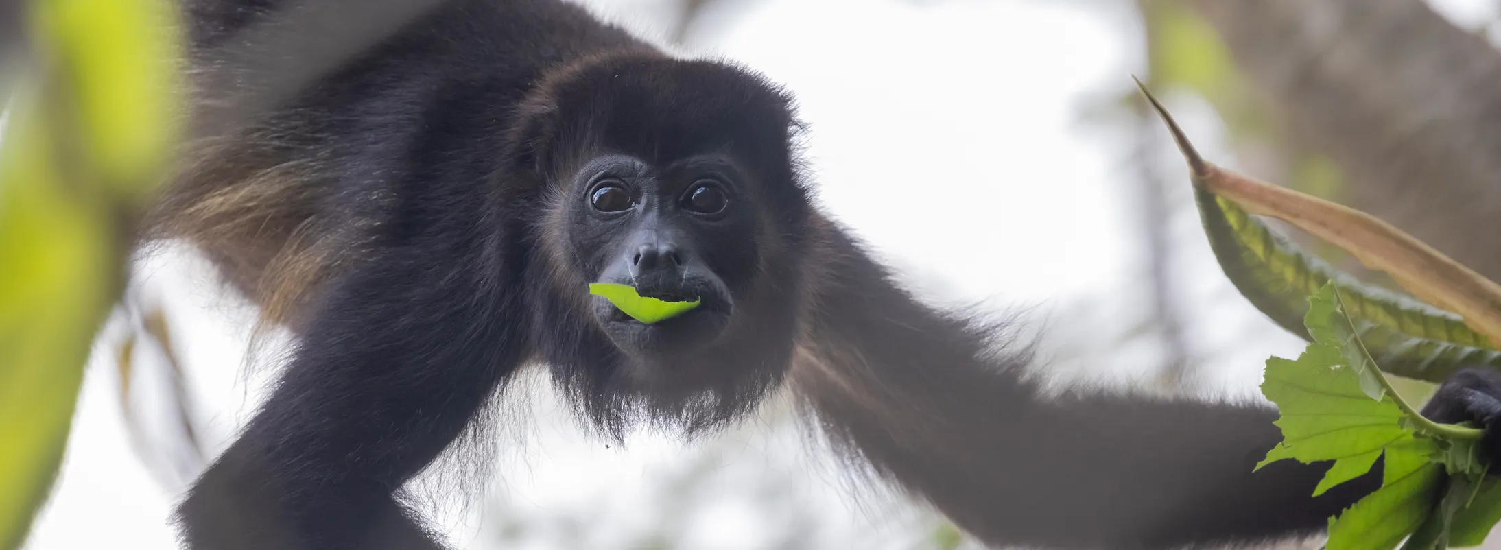 Wildlife of Costa Rica