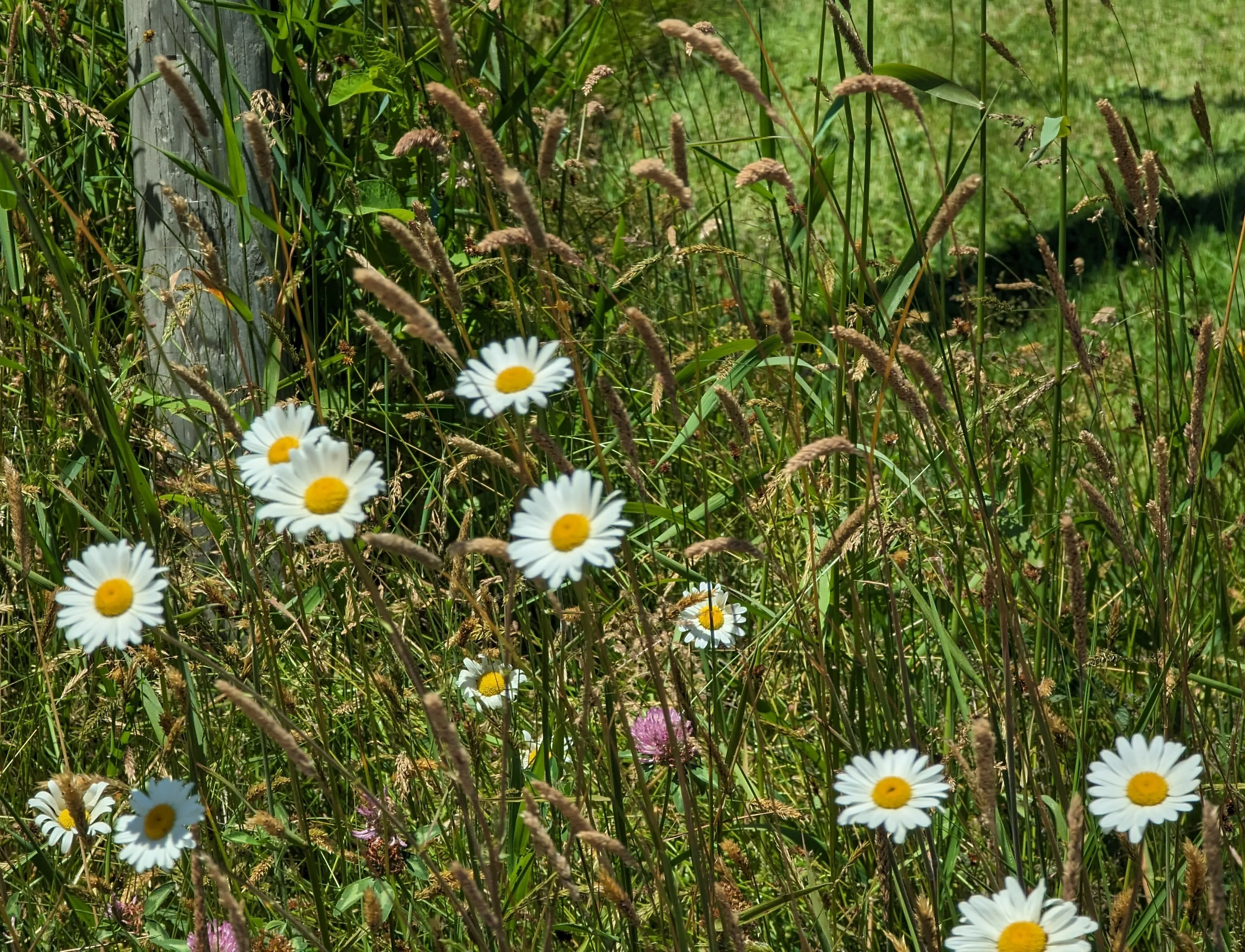 White Daisies (in colour)