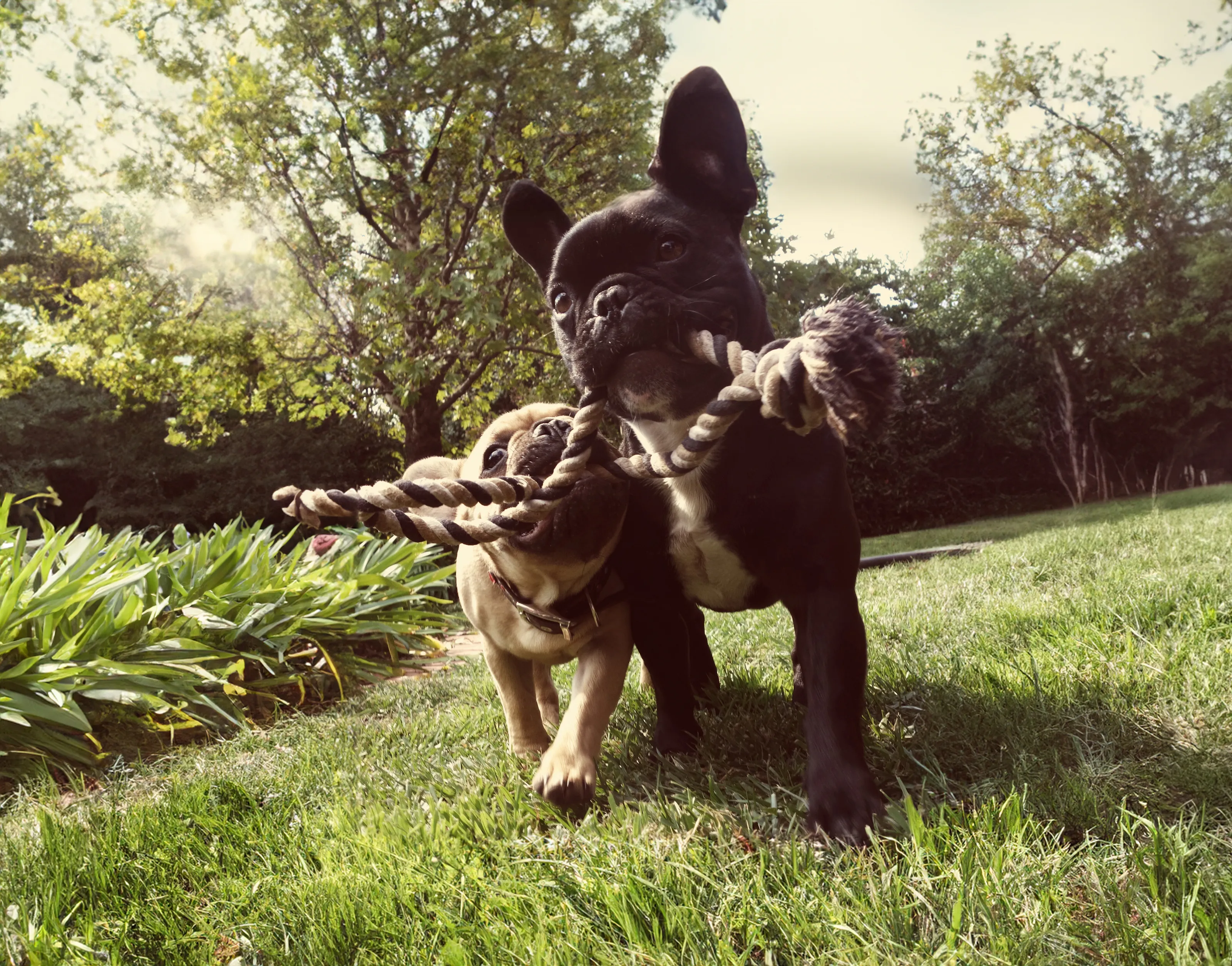 Dogs Playing Together