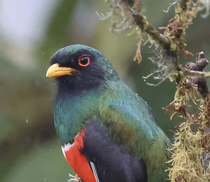 Green Birds (in colour)
