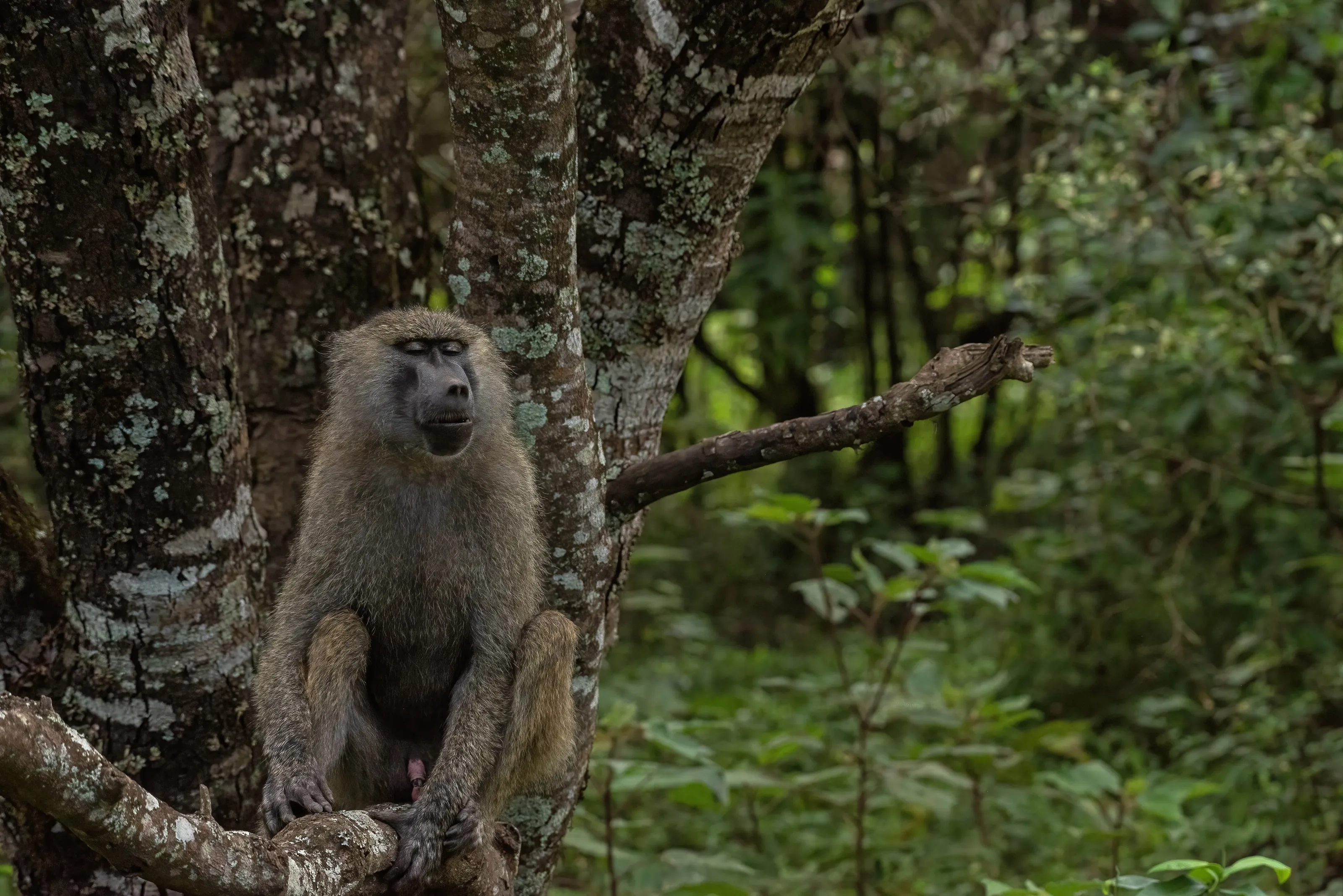 Monkeys (not apes or lemurs)