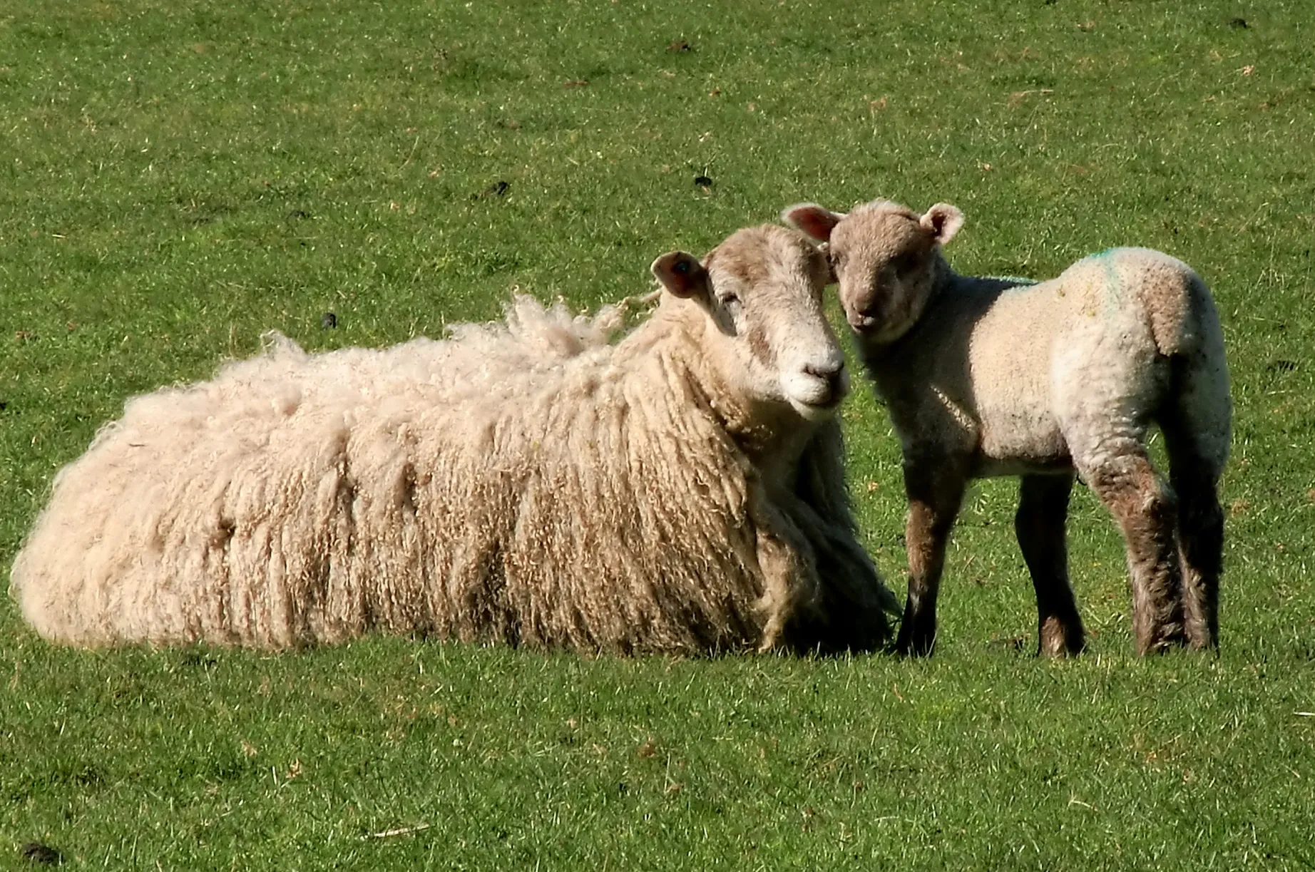 Two Animals Interacting