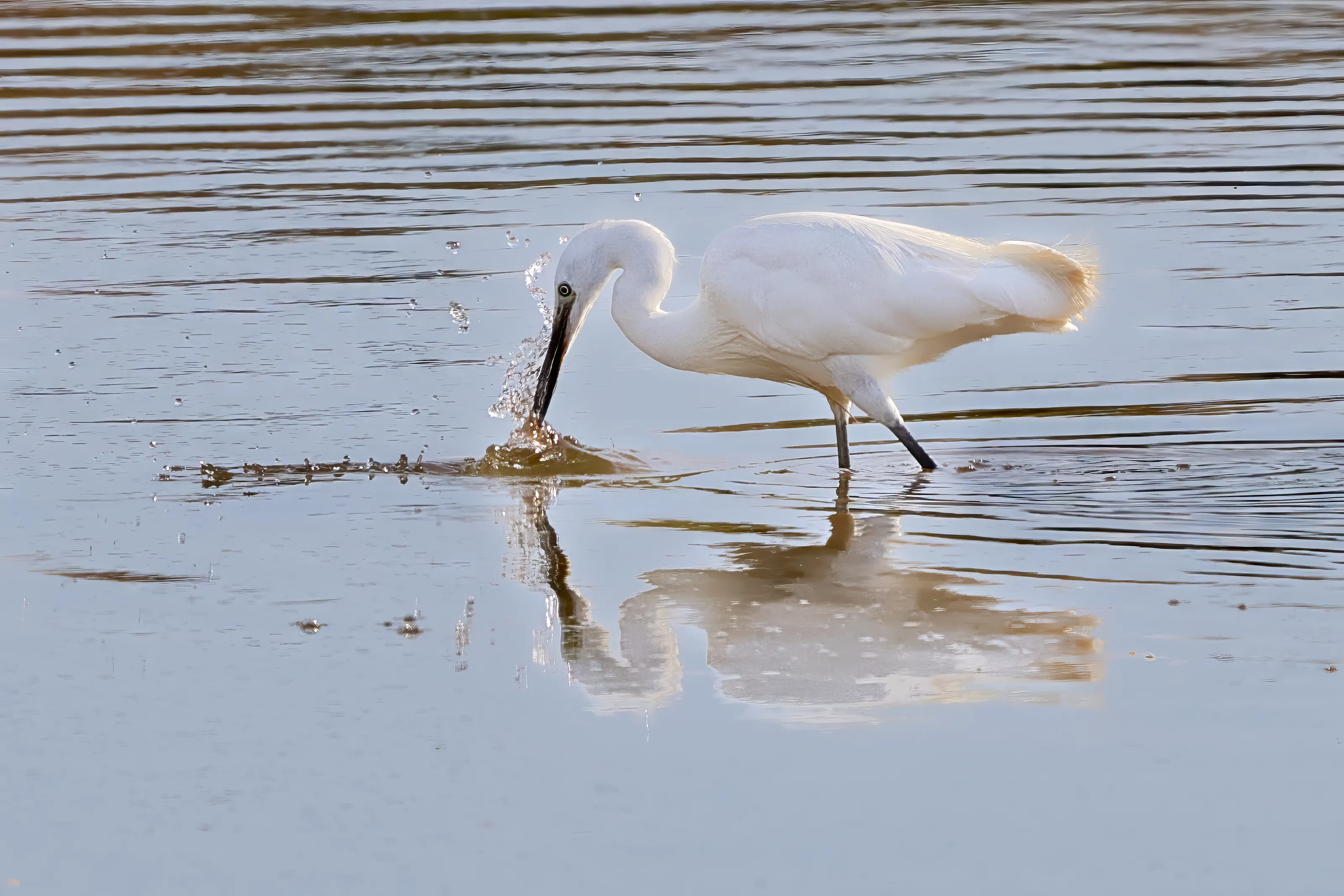 Animals and their Reflections in Water