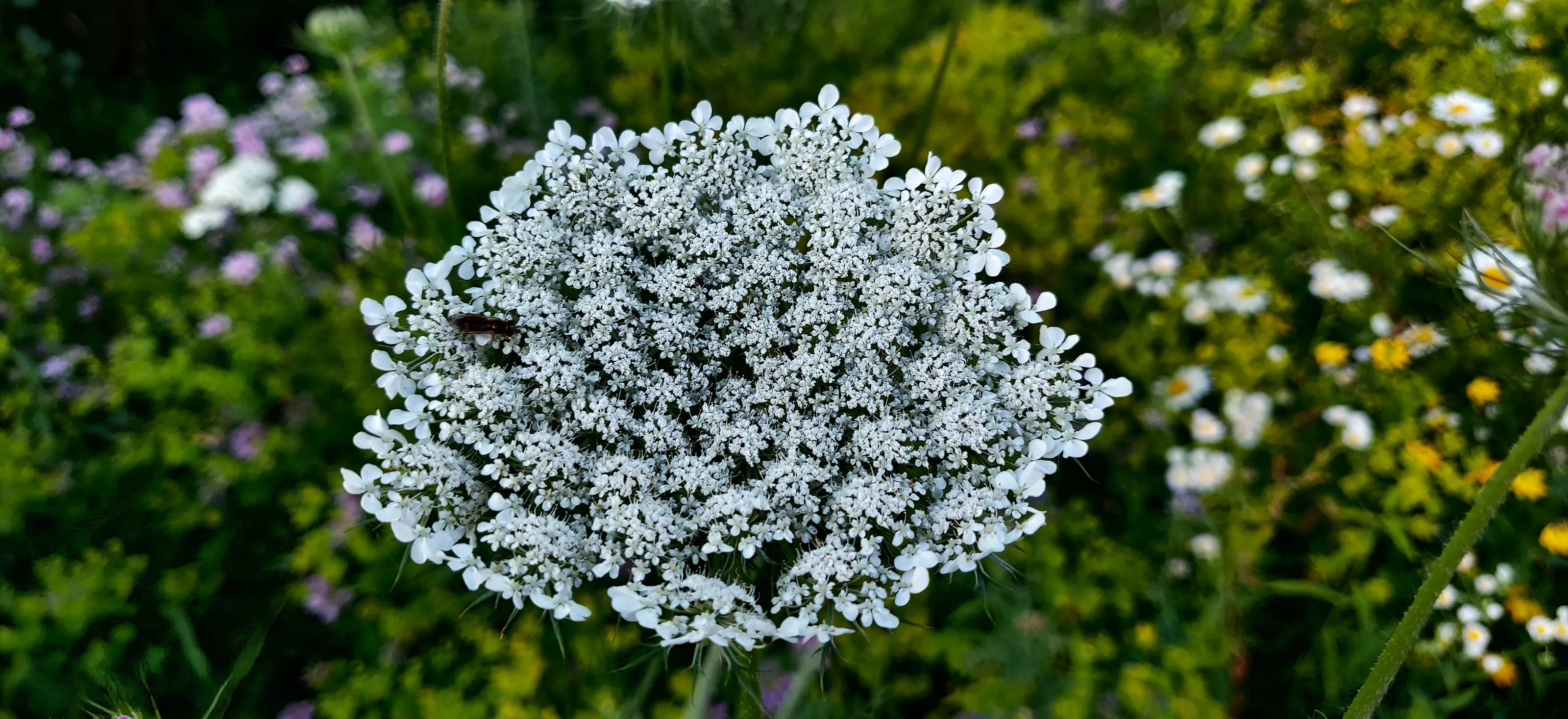 Single Flowers that Blooms in Clusters