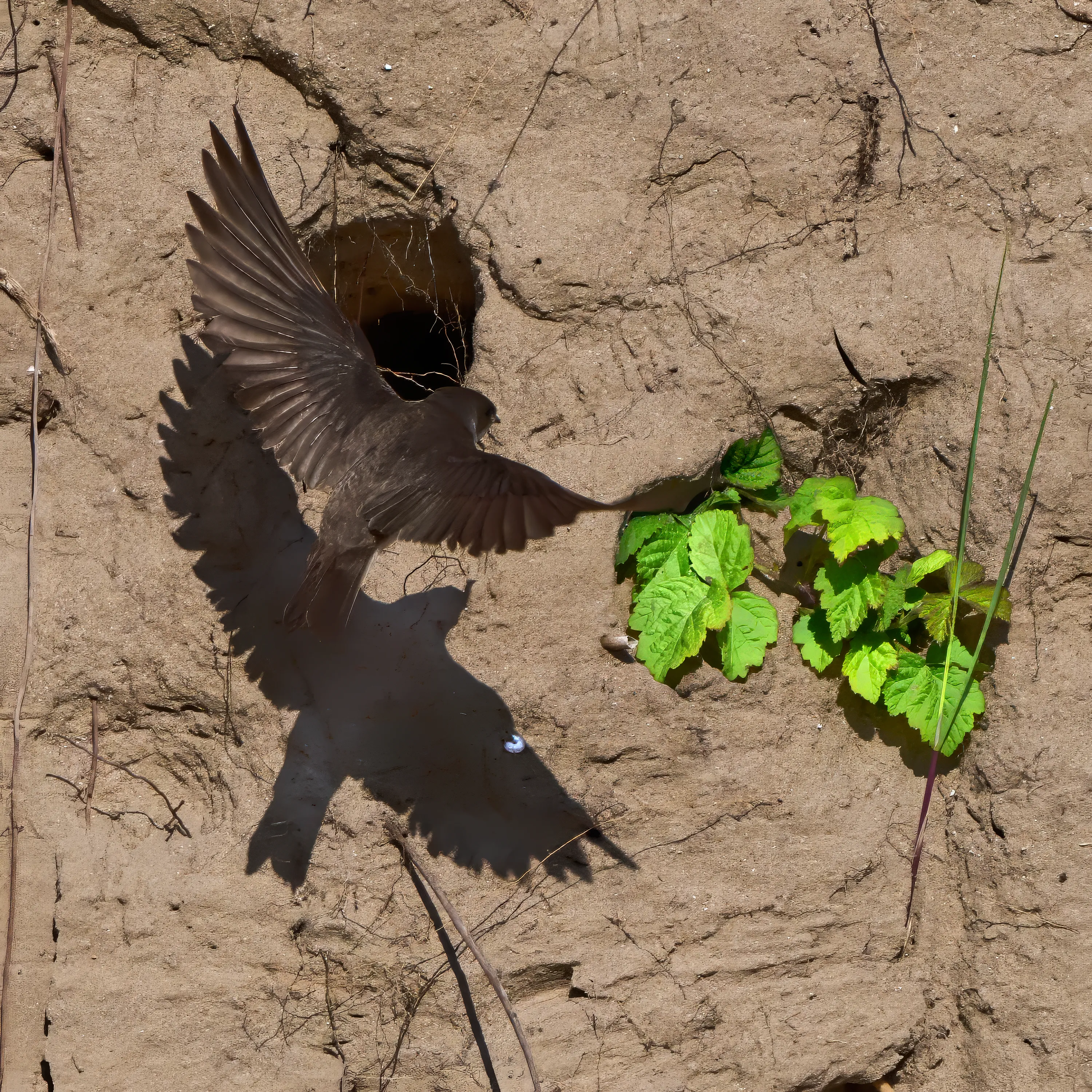 One Animal and its Shadow