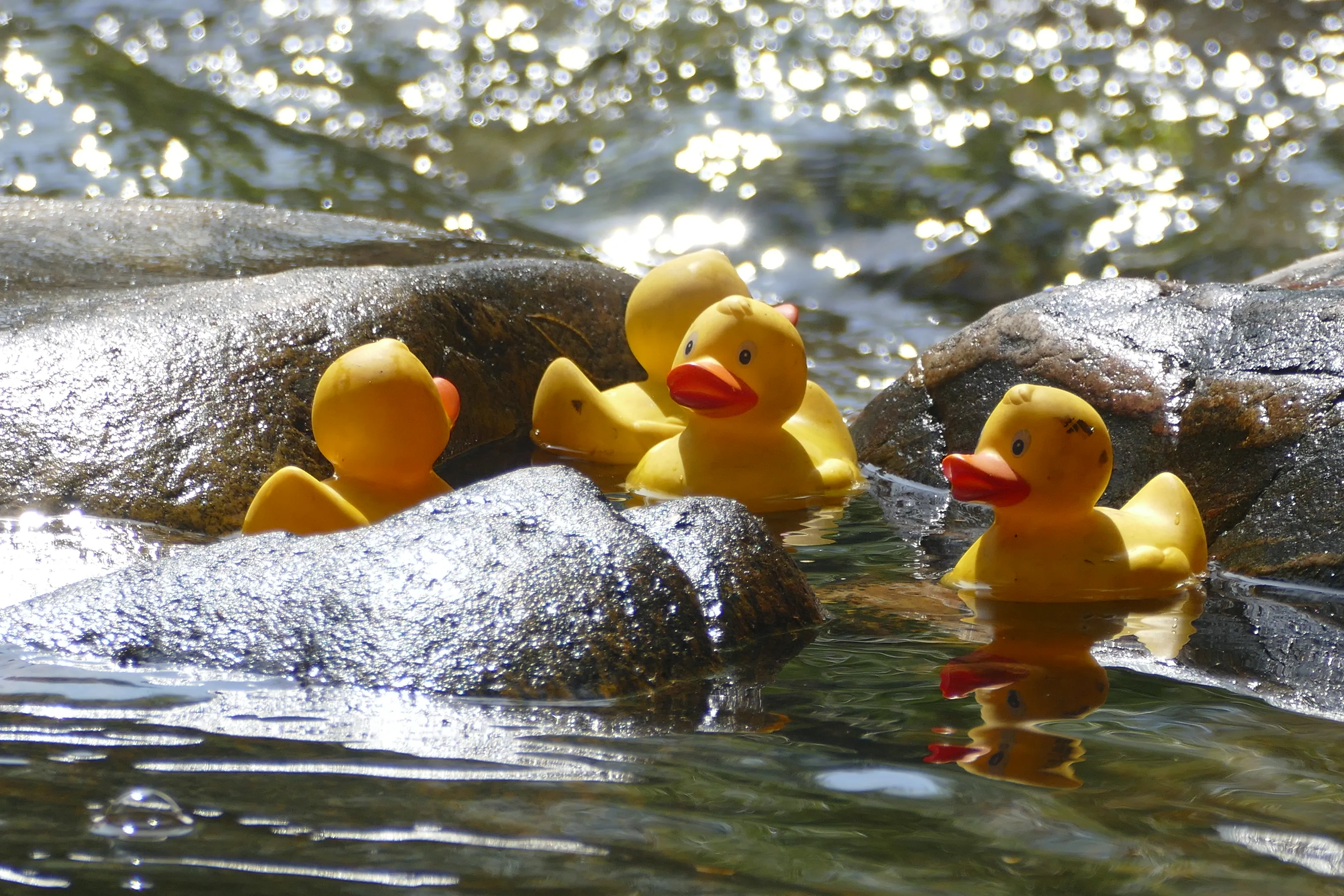 Rubber/Plastic Ducks (in colour)