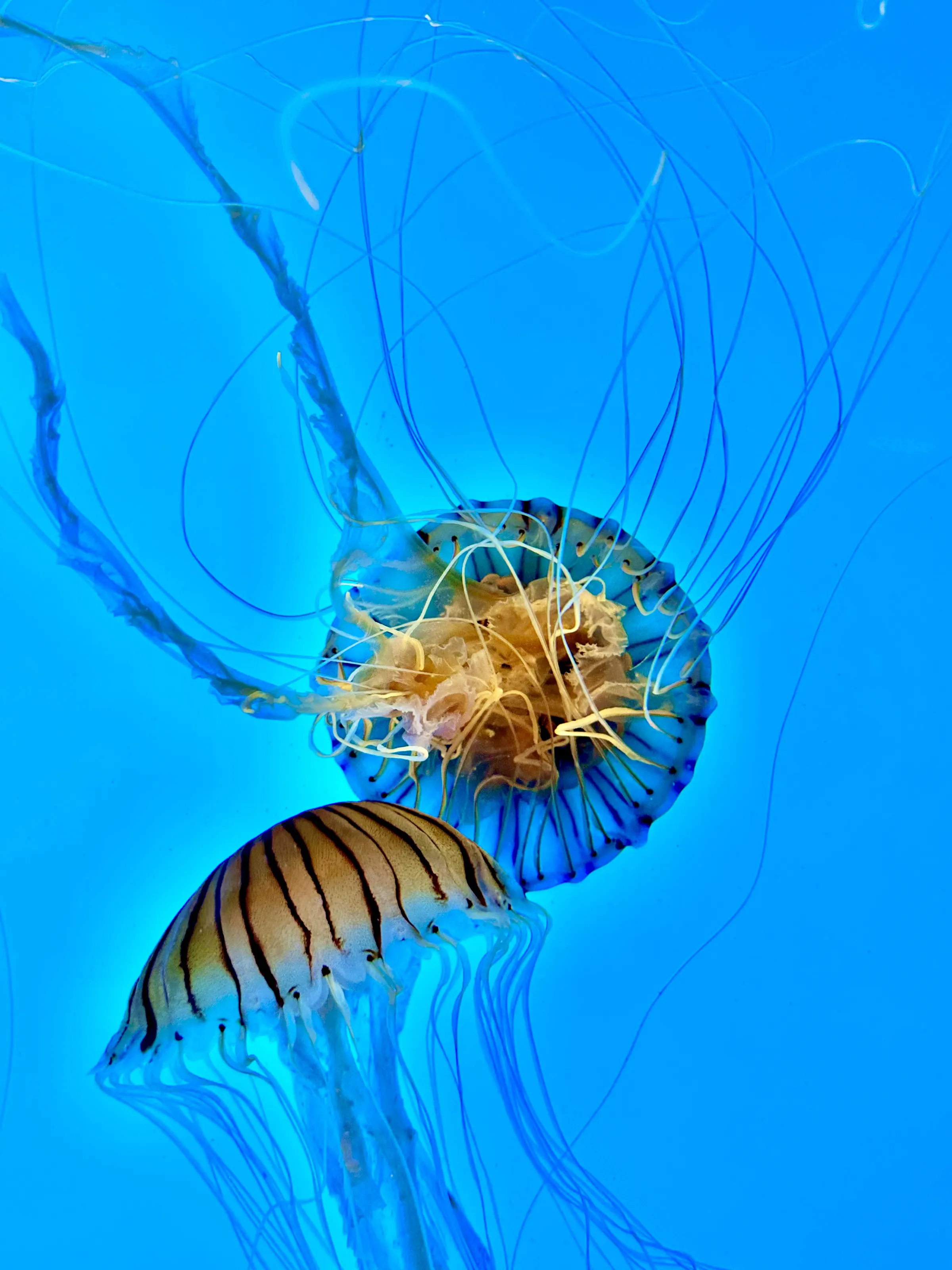 Marine Life (no fish)