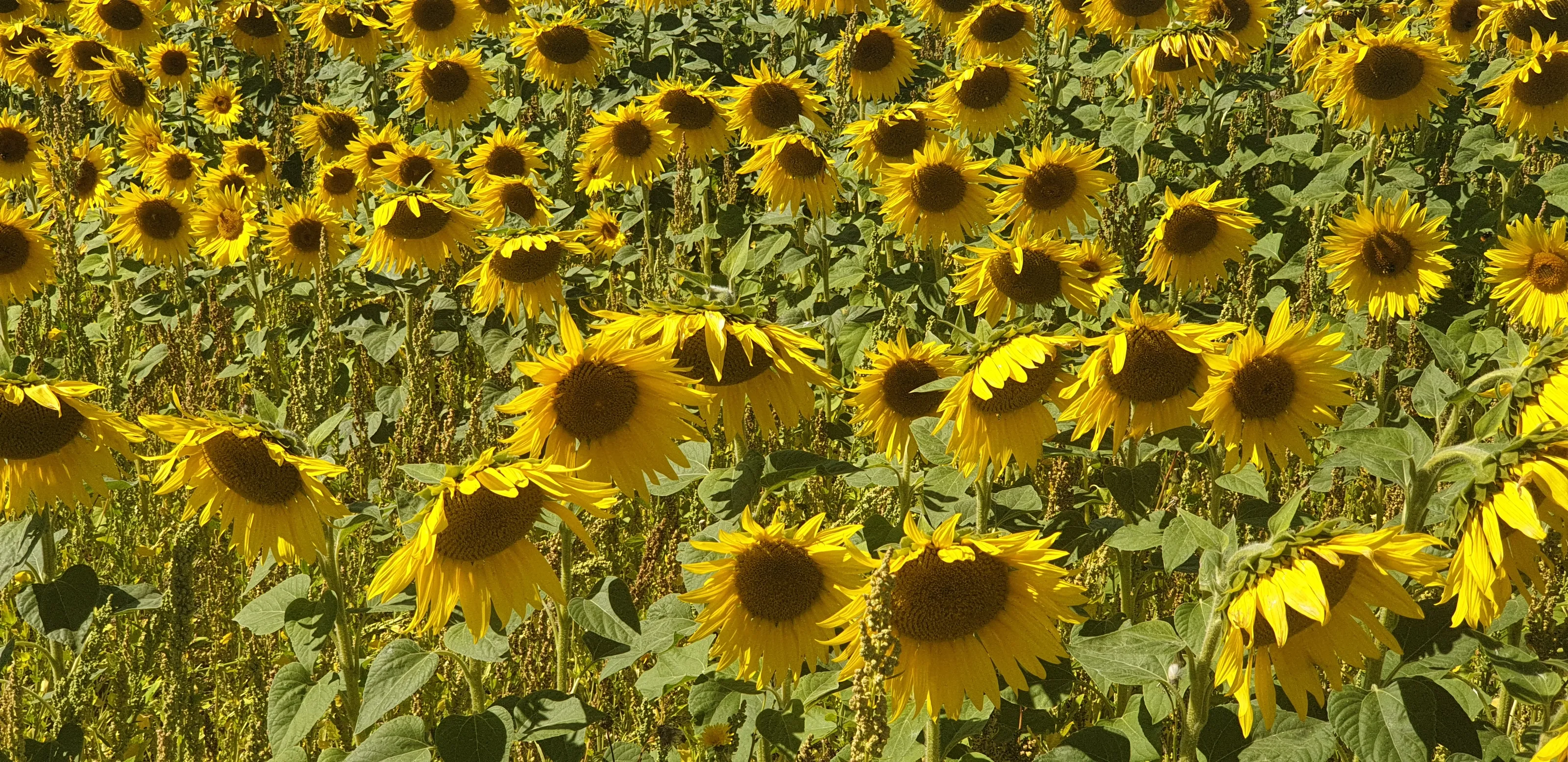 Sunflowers (in colour)