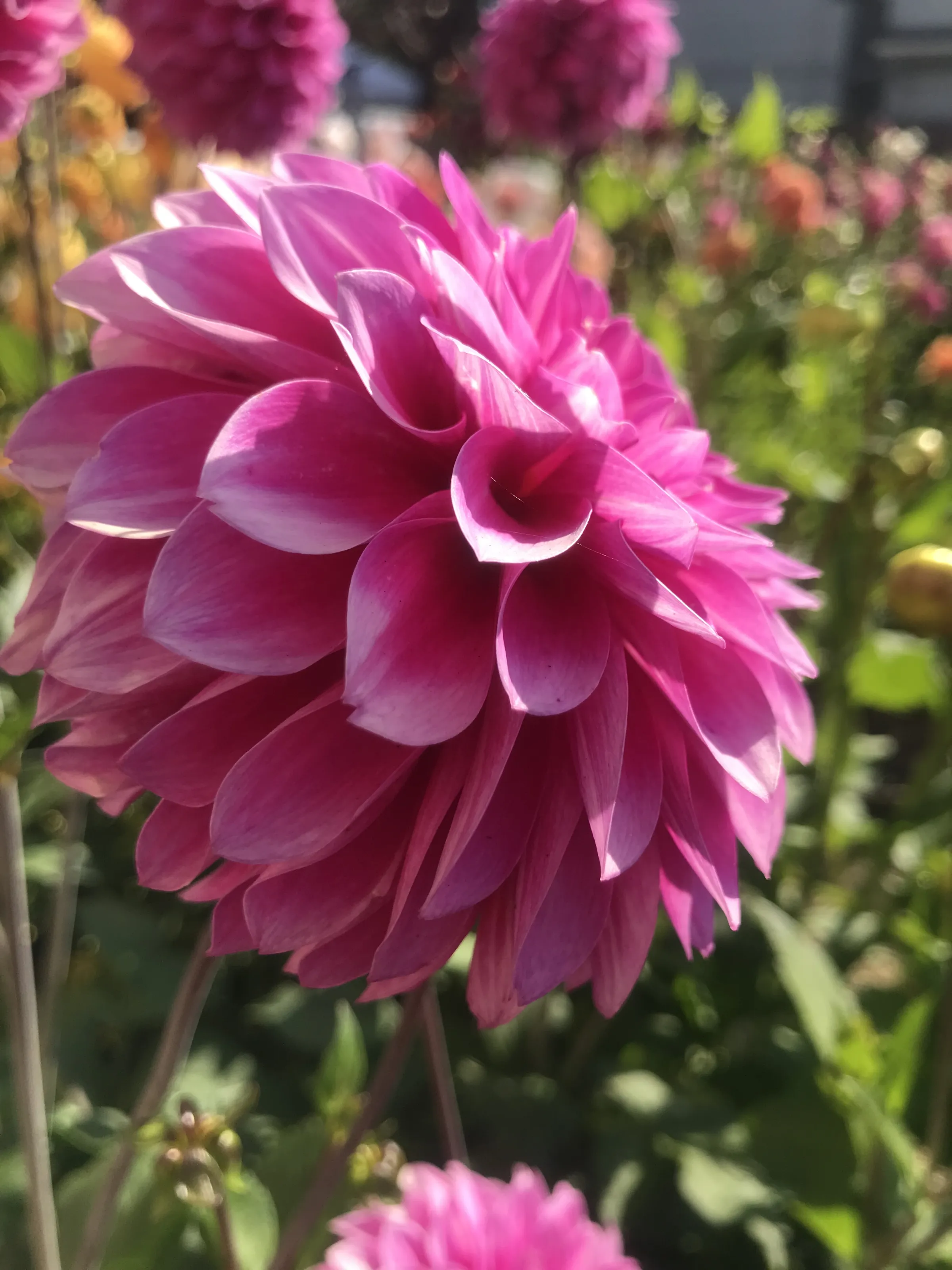 Dahlia Flowers (in colour)