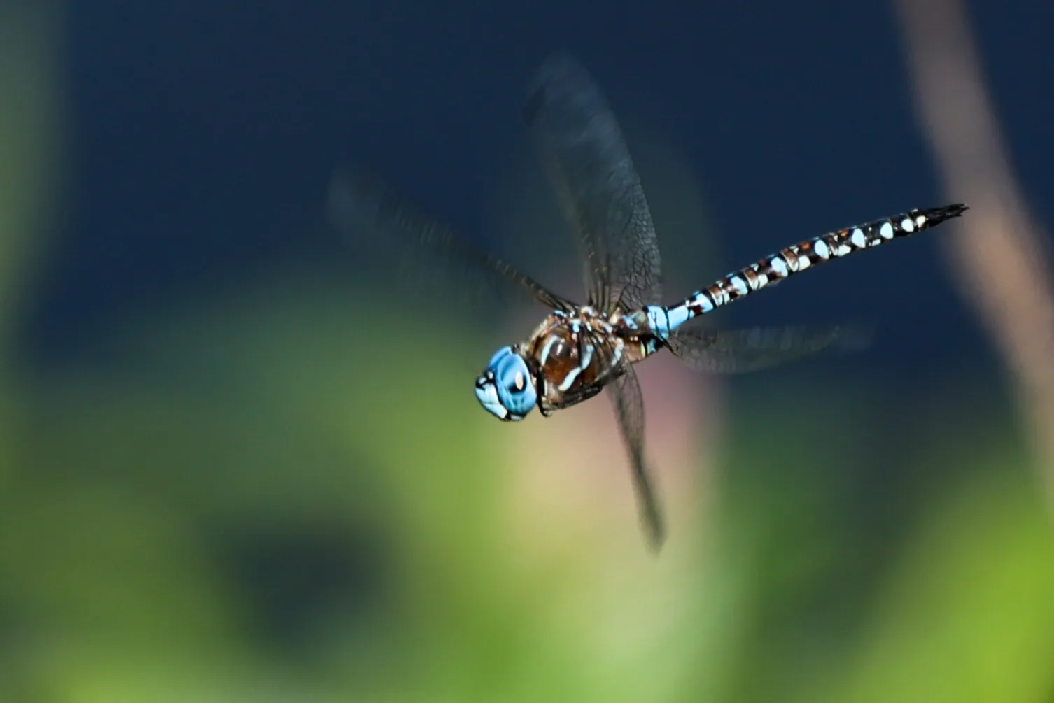 Living Dragonflies and Damselflies