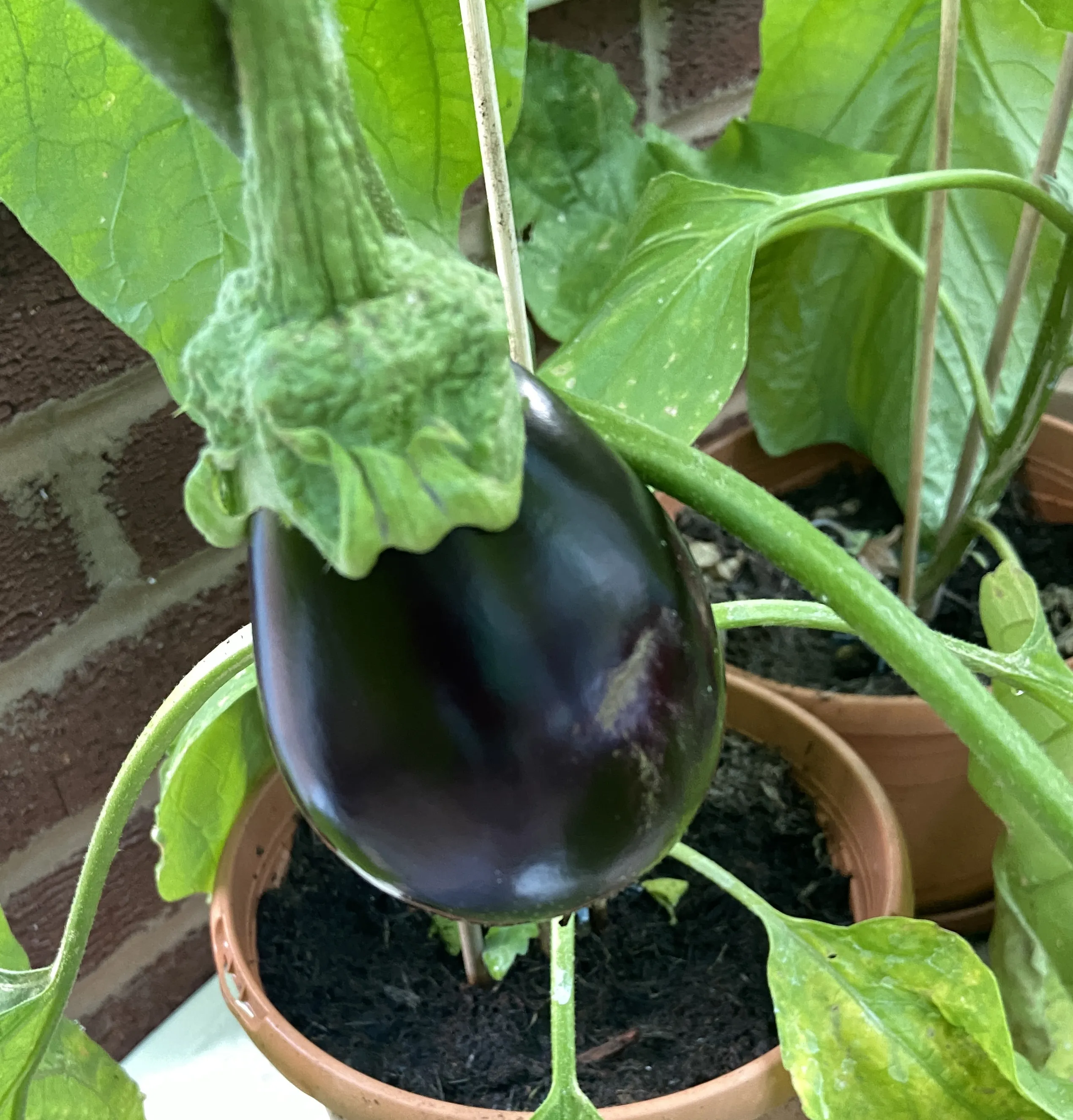 Vegetables Still Growing (in colour)