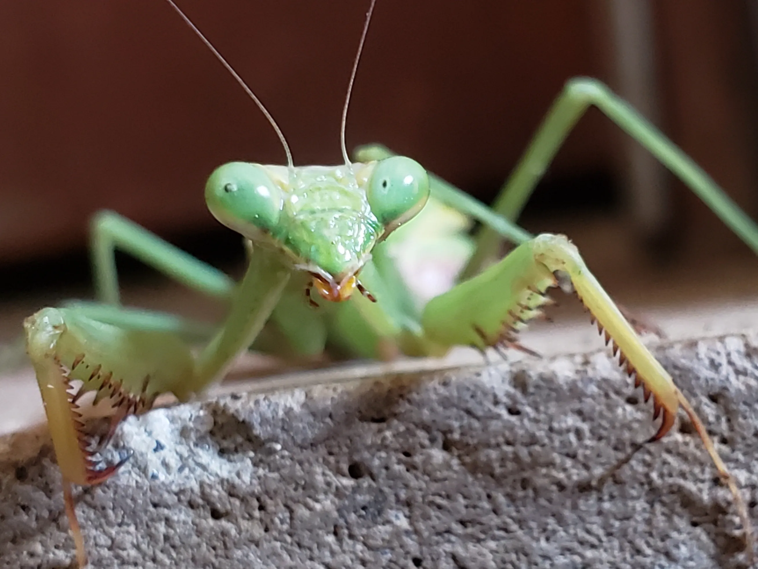 Praying Mantises (in colour)