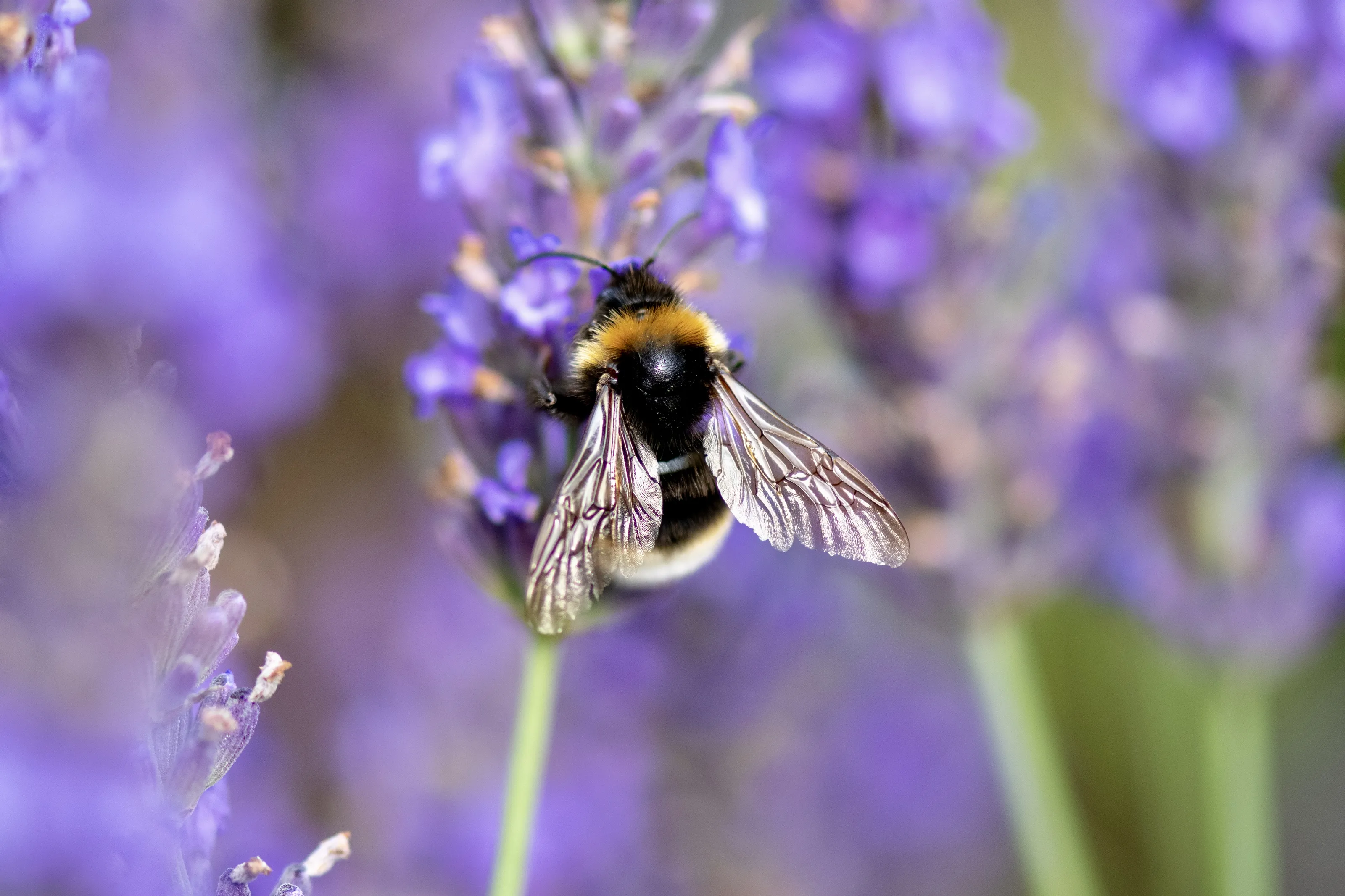 Insect Wings
