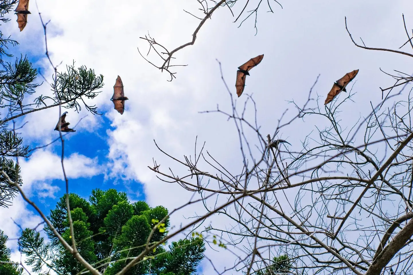 Living Bats in the Wild
