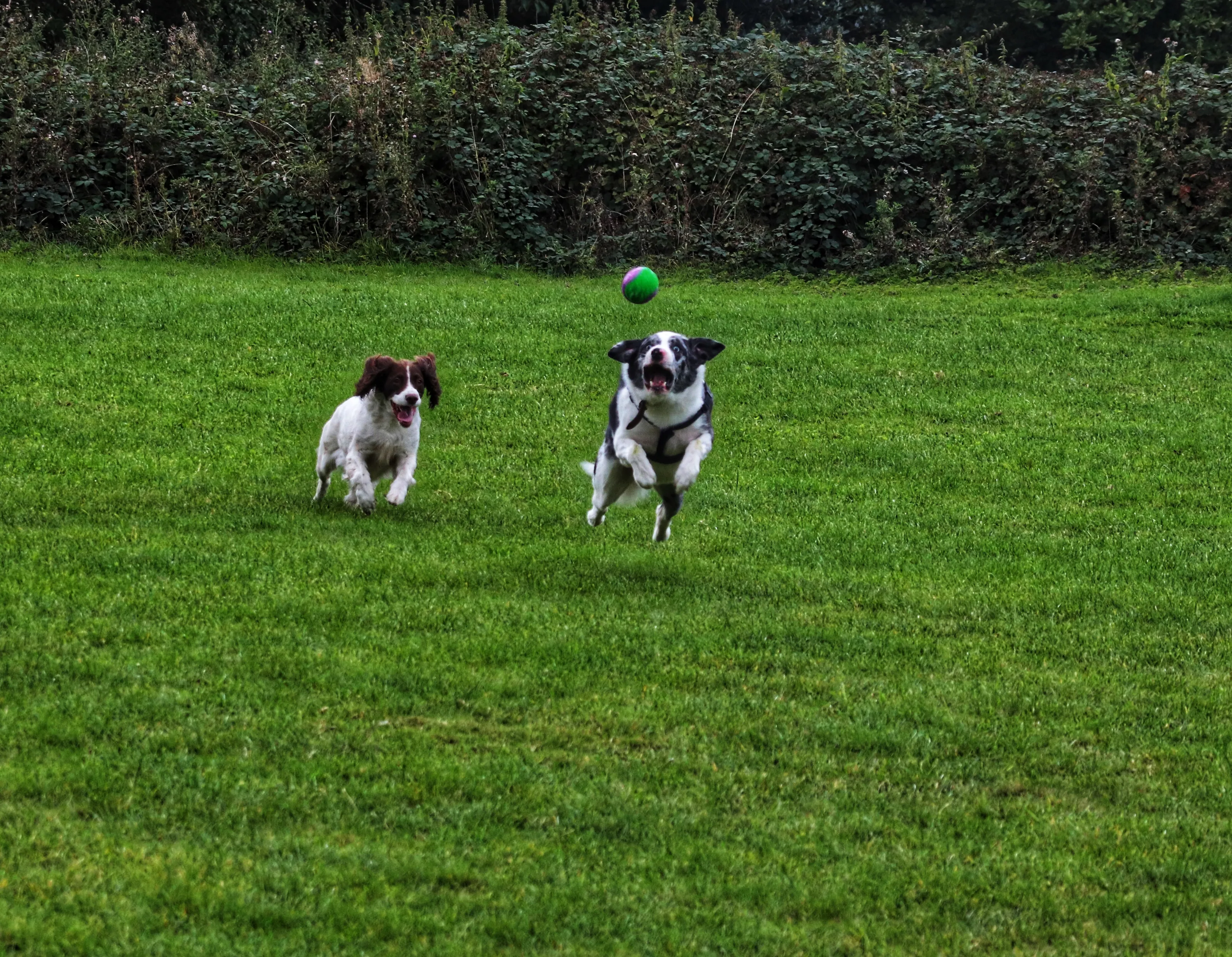 Pet Dogs in Action