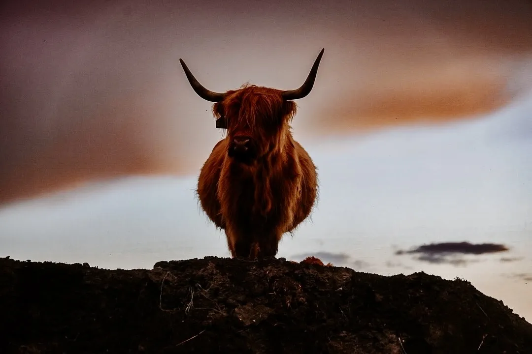 Scottish Highland Cattle