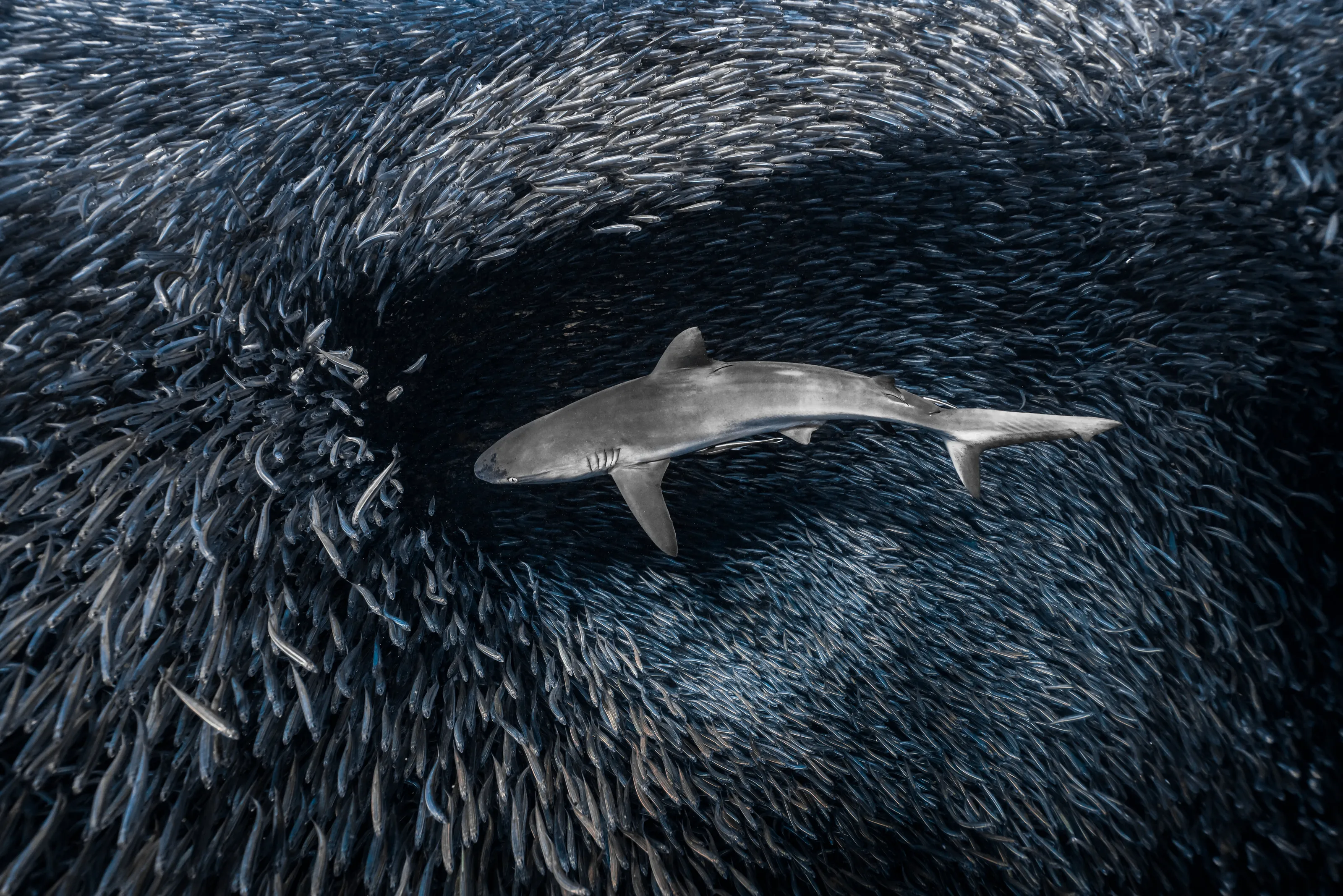Ocean - Phase 2