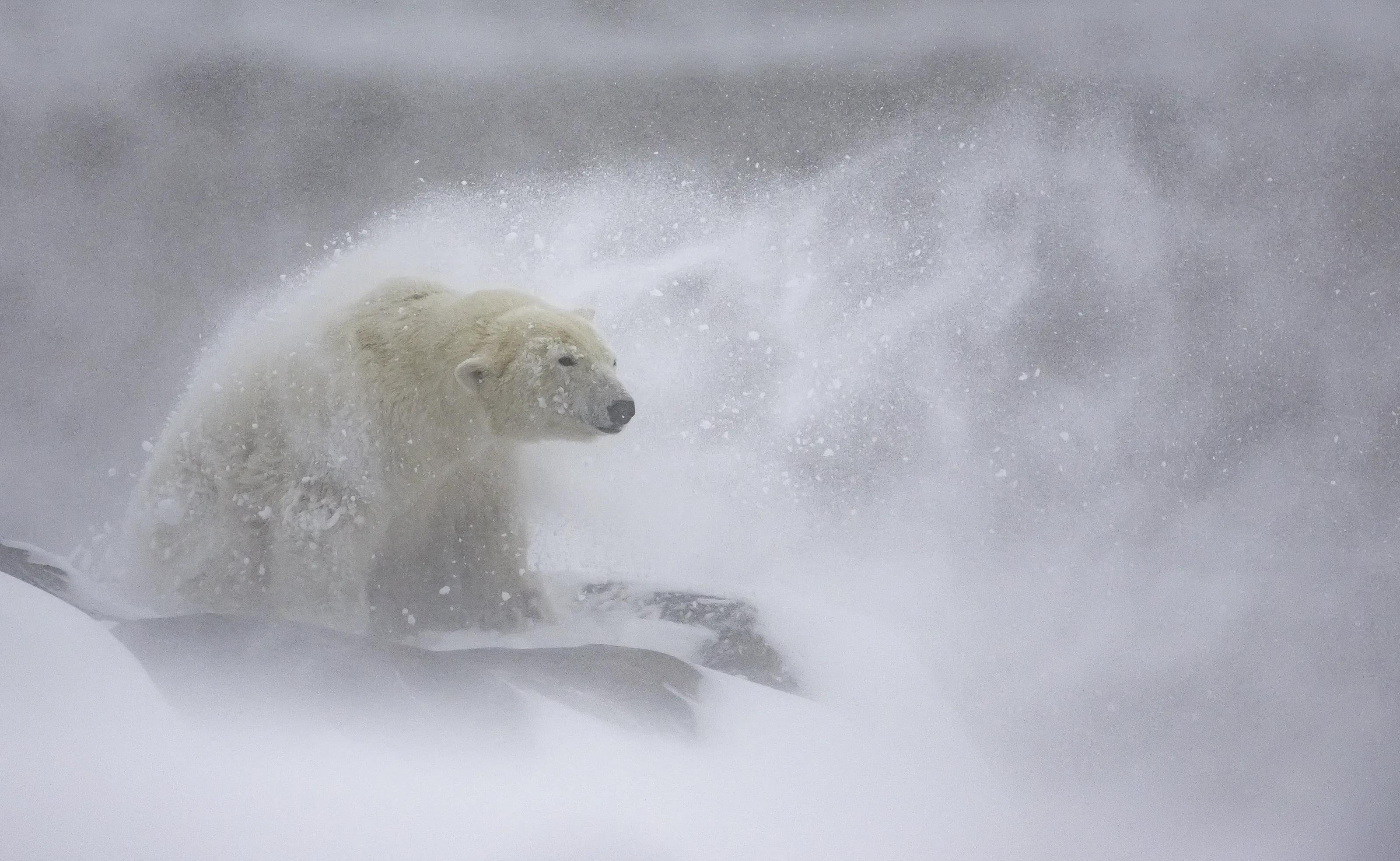 Polar Regions - Phase 2