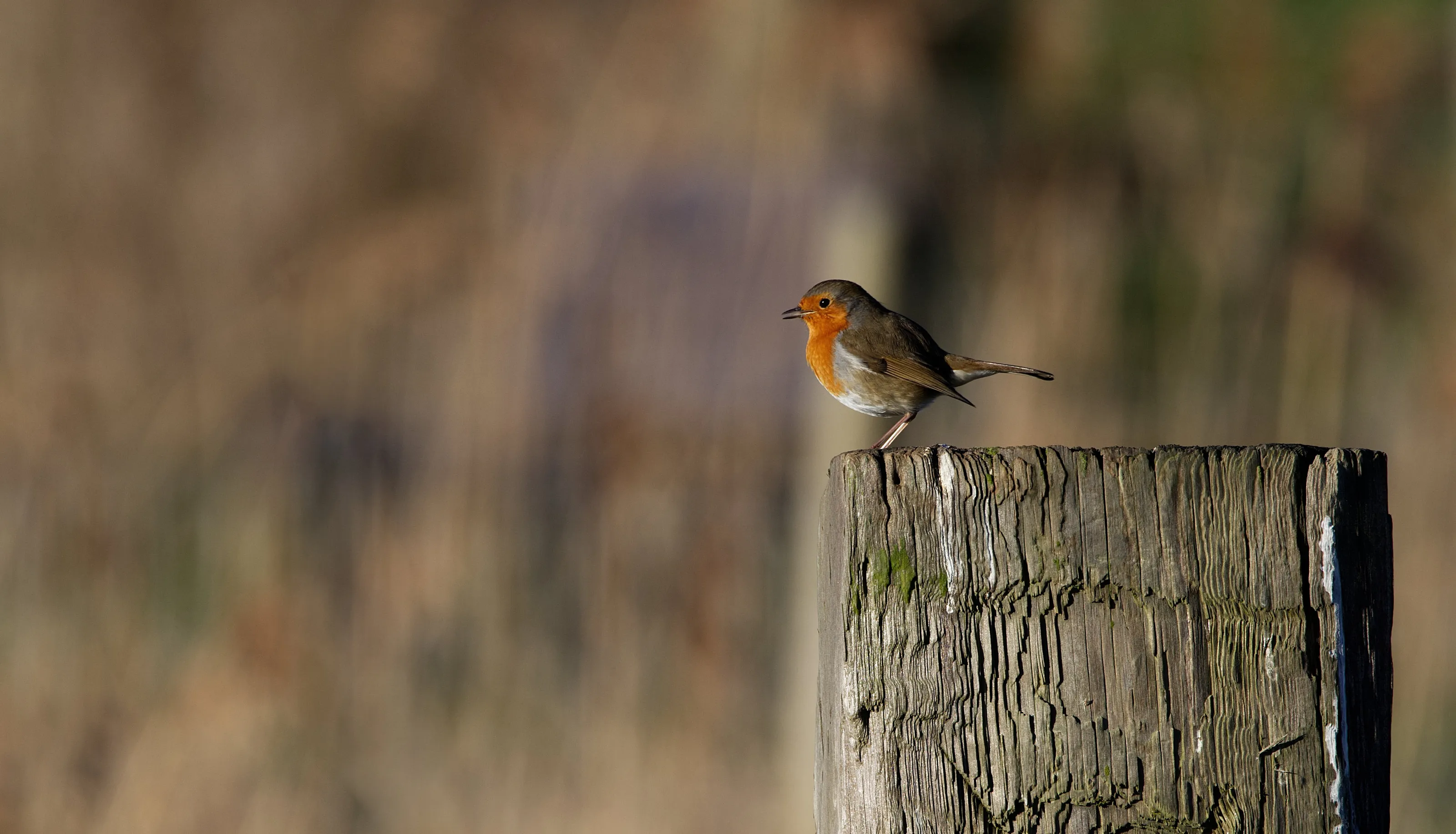 One Wild Bird on a Wooden Post (in colour)
