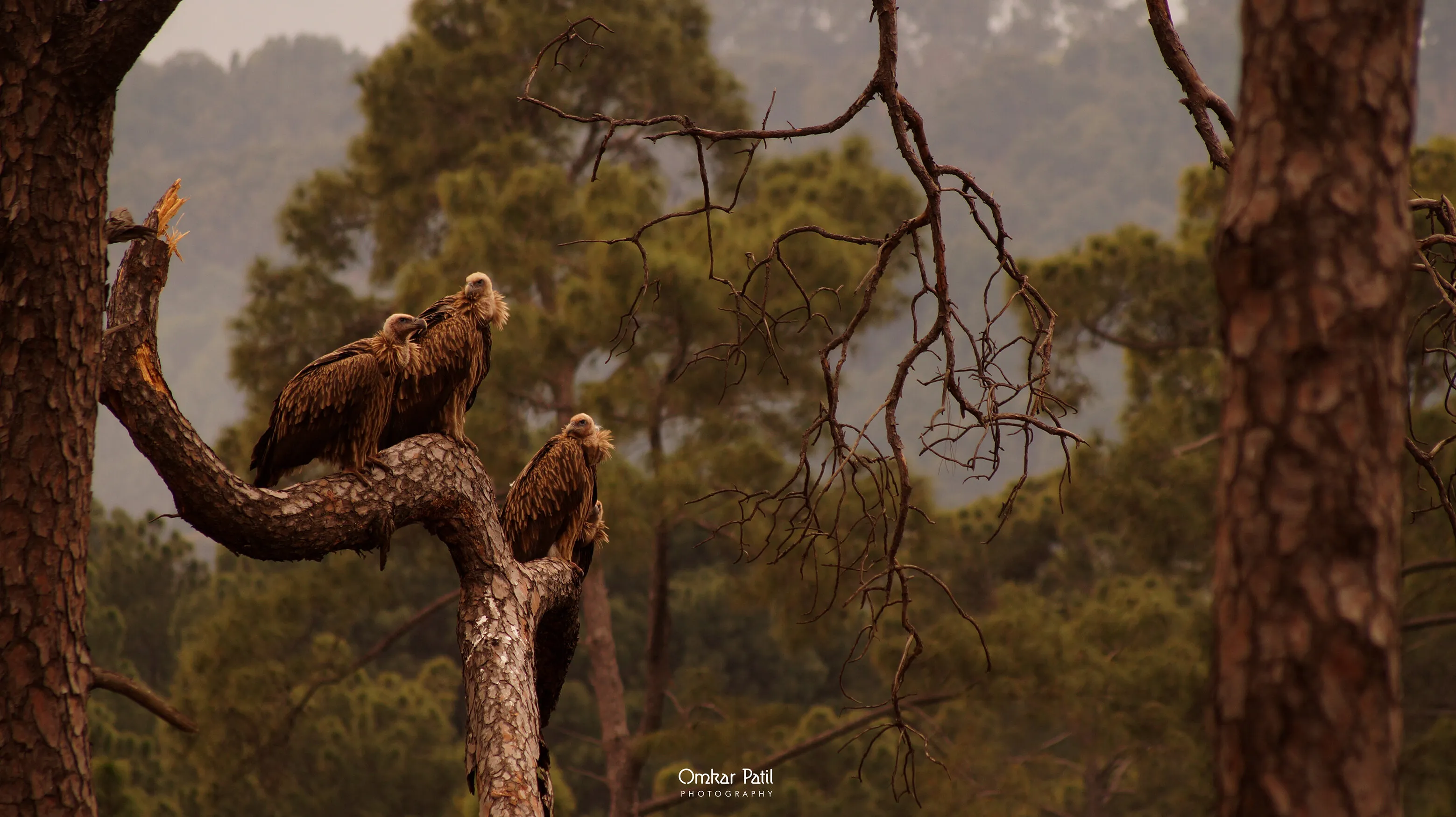Griffons