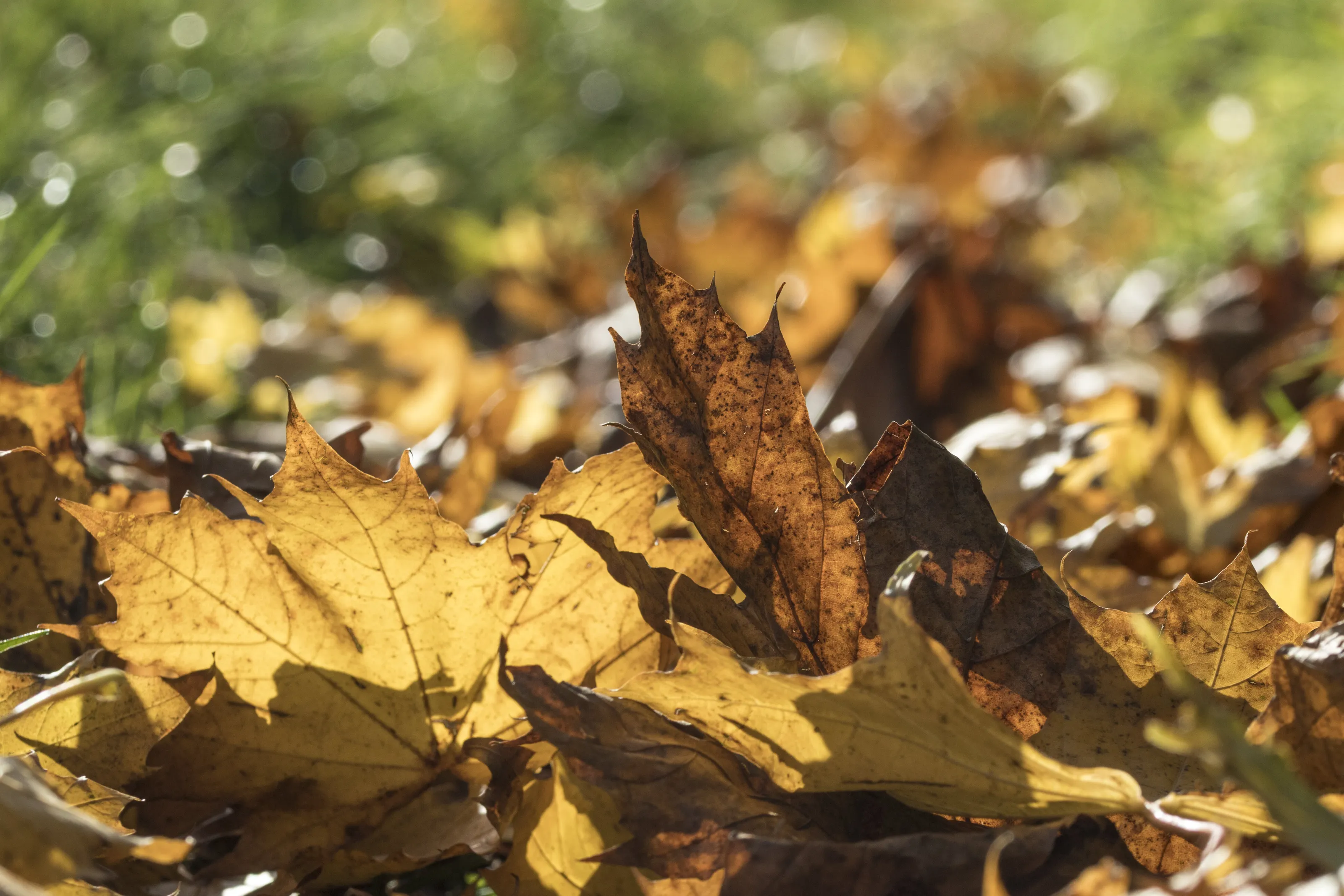 The beauty of Autumn